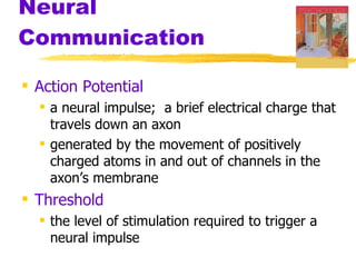 Neural Communication Action Potential   a neural impulse;  a brief electrical charge that travels down an axon generated by the movement of positively charged atoms in and out of channels in the axon’s membrane Threshold   the level of stimulation required to trigger a neural impulse 