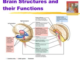 Brain Structures and their Functions 