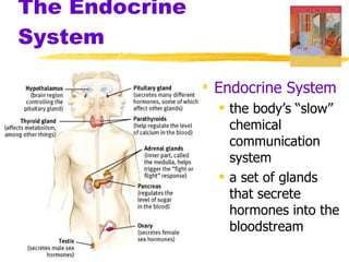 The Endocrine System Endocrine System the body’s “slow” chemical communication system a set of glands that secrete hormones into the bloodstream 