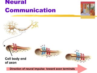 Neural Communication Cell body end  of axon Direction of neural impulse: toward axon terminals 