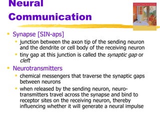 Neural Communication Synapse [SIN-aps] junction between the axon tip of the sending neuron and the dendrite or cell body of the receiving neuron tiny gap at this junction is called the  synaptic gap  or  cleft Neurotransmitters chemical messengers that traverse the synaptic gaps between neurons when released by the sending neuron, neuro-transmitters travel across the synapse and bind to receptor sites on the receiving neuron, thereby influencing whether it will generate a neural impulse 