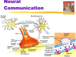 Neural Communication 