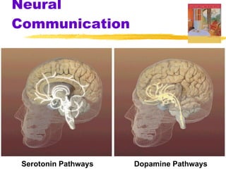 Neural Communication Serotonin Pathways Dopamine Pathways 