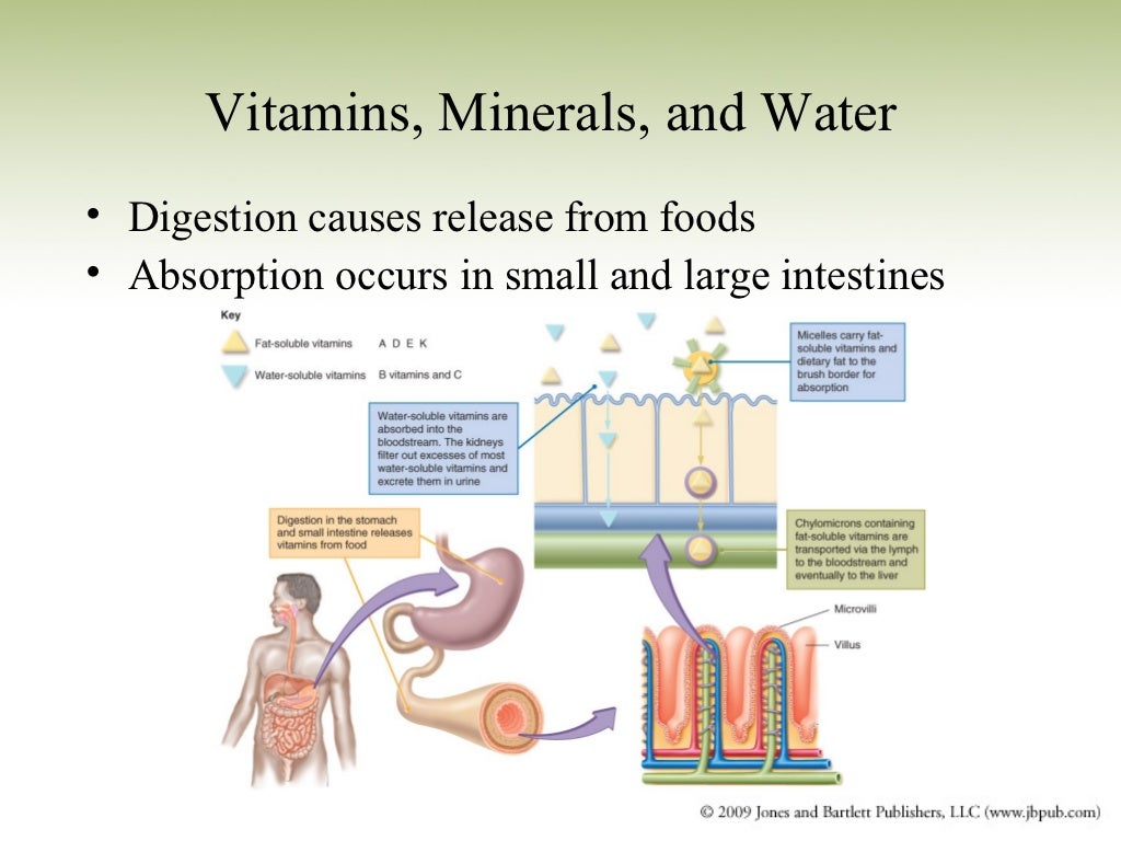 Sports Nutrition_Chapter 2_Nutrients