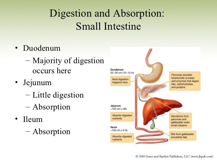 The Majority Of Nutrient Absorption Occurs In The Sports Nutrition_Chapter 2_Nutrients