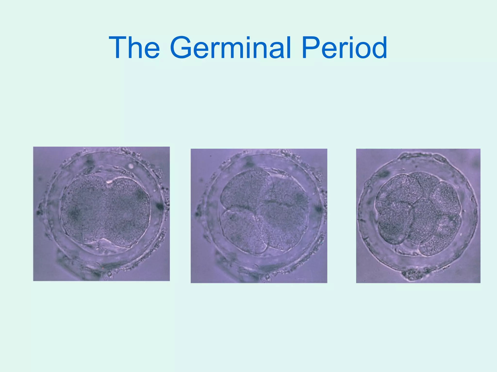 The Germinal Period
 