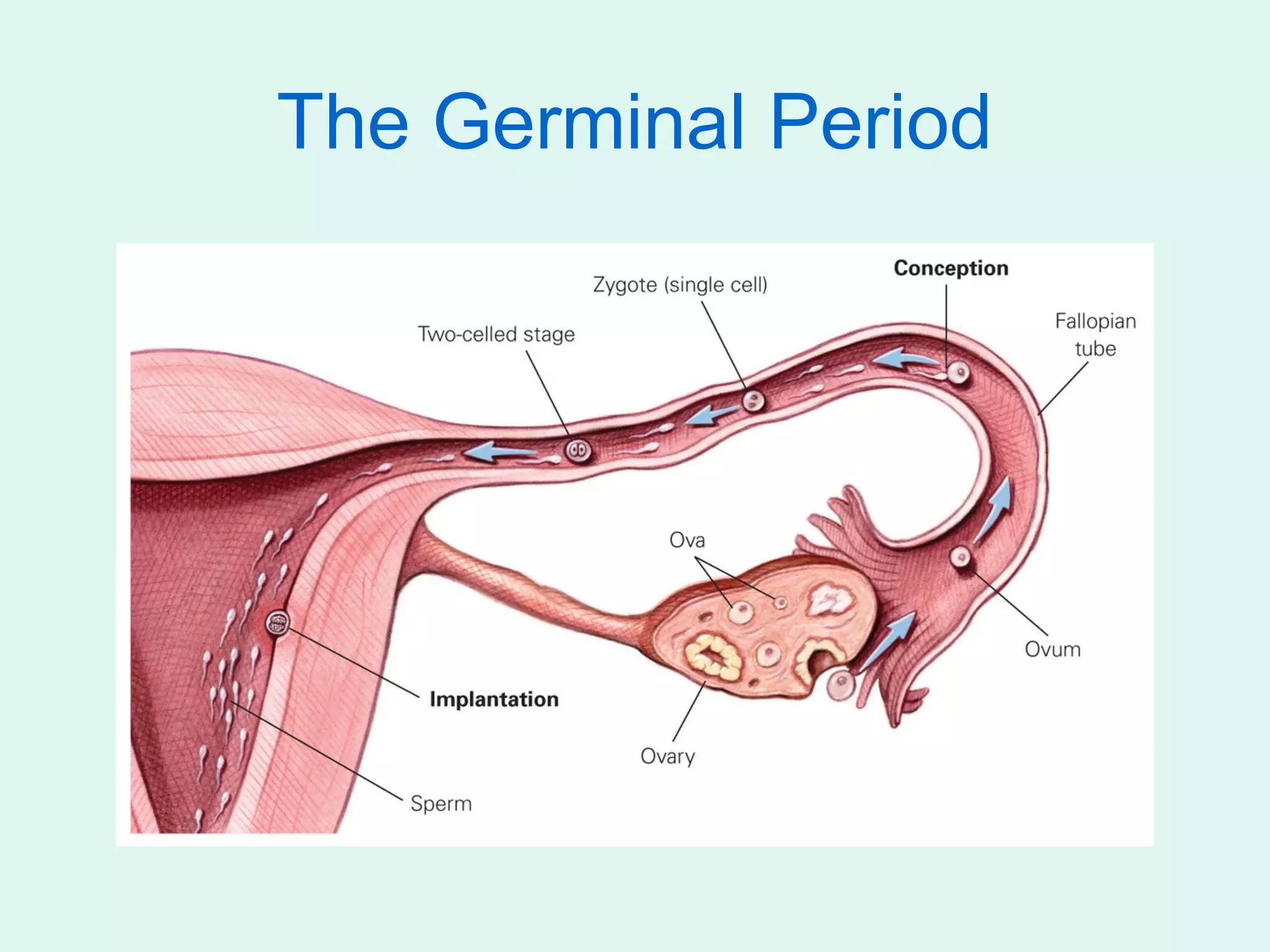 The Germinal Period
 