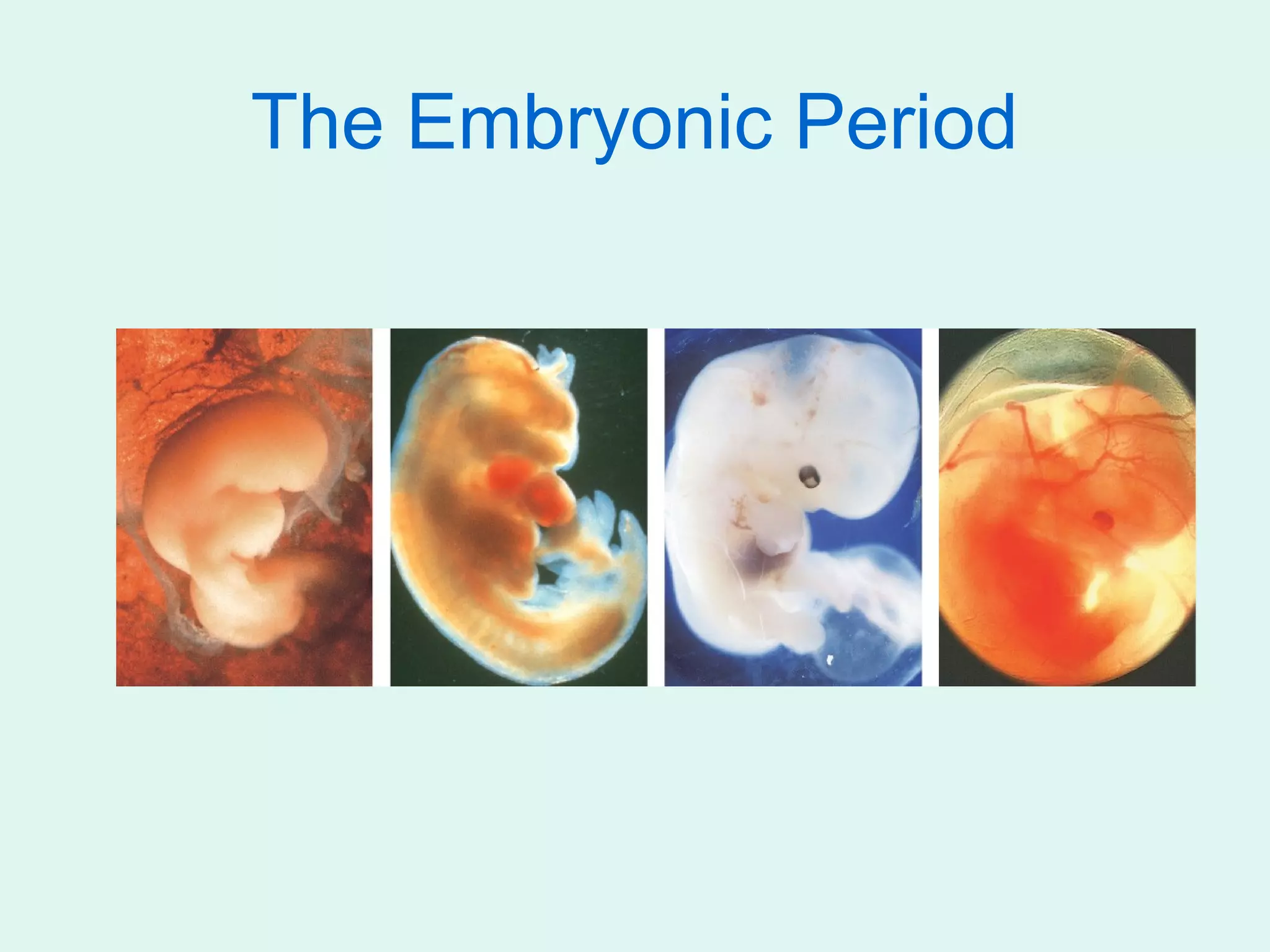 The Embryonic Period
 