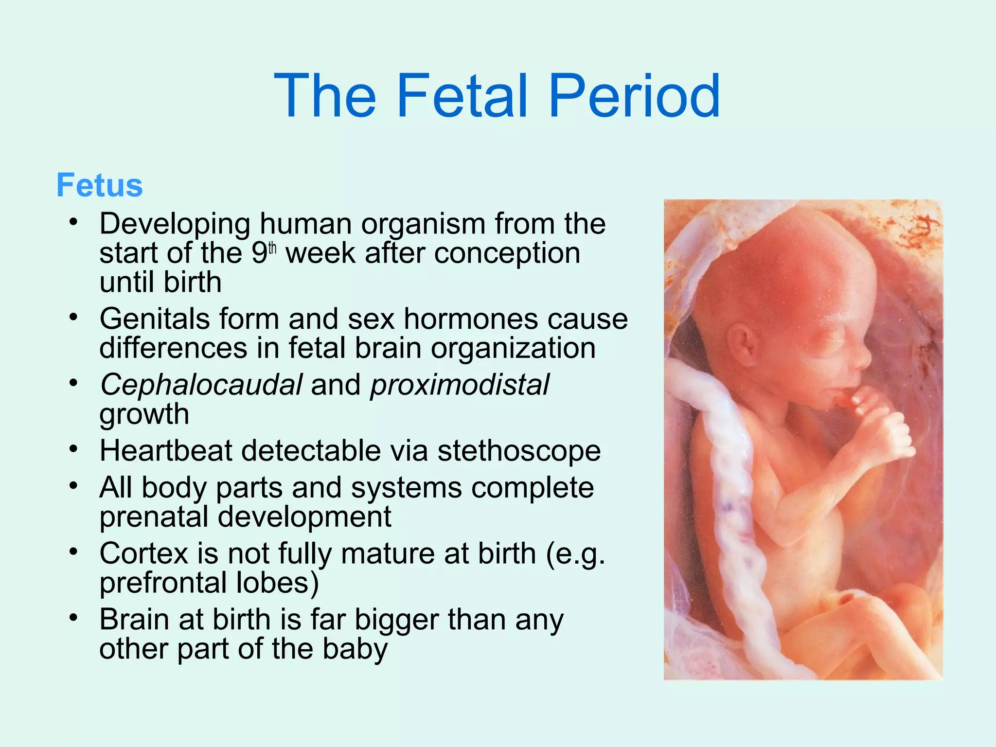 The Fetal Period
Fetus
• Developing human organism from the
  start of the 9th week after conception
  until birth
• Genitals form and sex hormones cause
  differences in fetal brain organization
• Cephalocaudal and proximodistal
  growth
• Heartbeat detectable via stethoscope
• All body parts and systems complete
  prenatal development
• Cortex is not fully mature at birth (e.g.
  prefrontal lobes)
• Brain at birth is far bigger than any
  other part of the baby
 