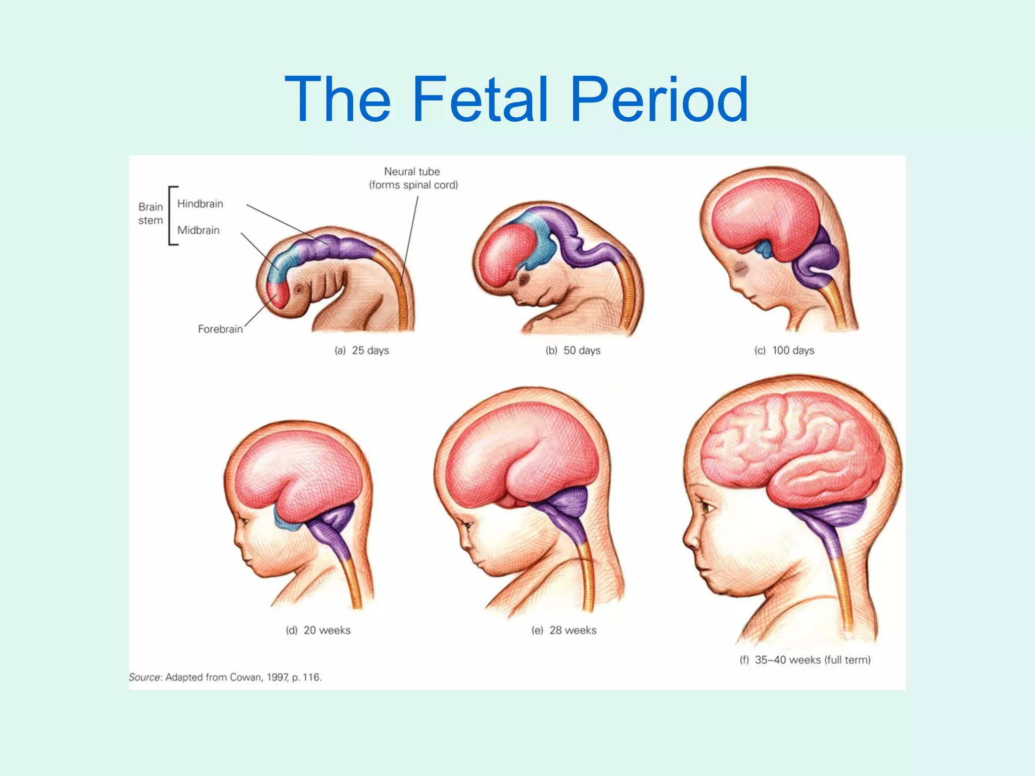 The Fetal Period
 