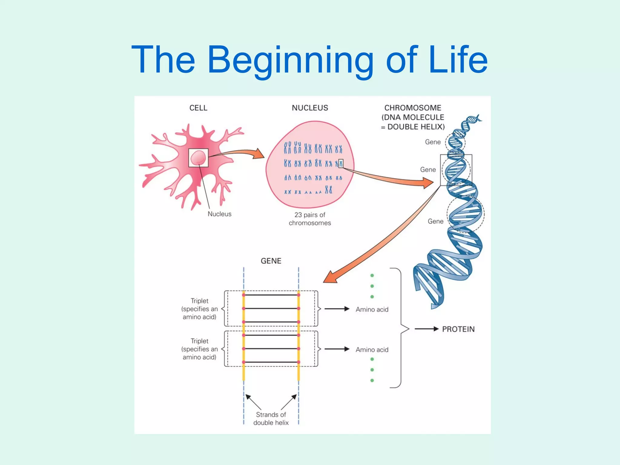 The Beginning of Life
 