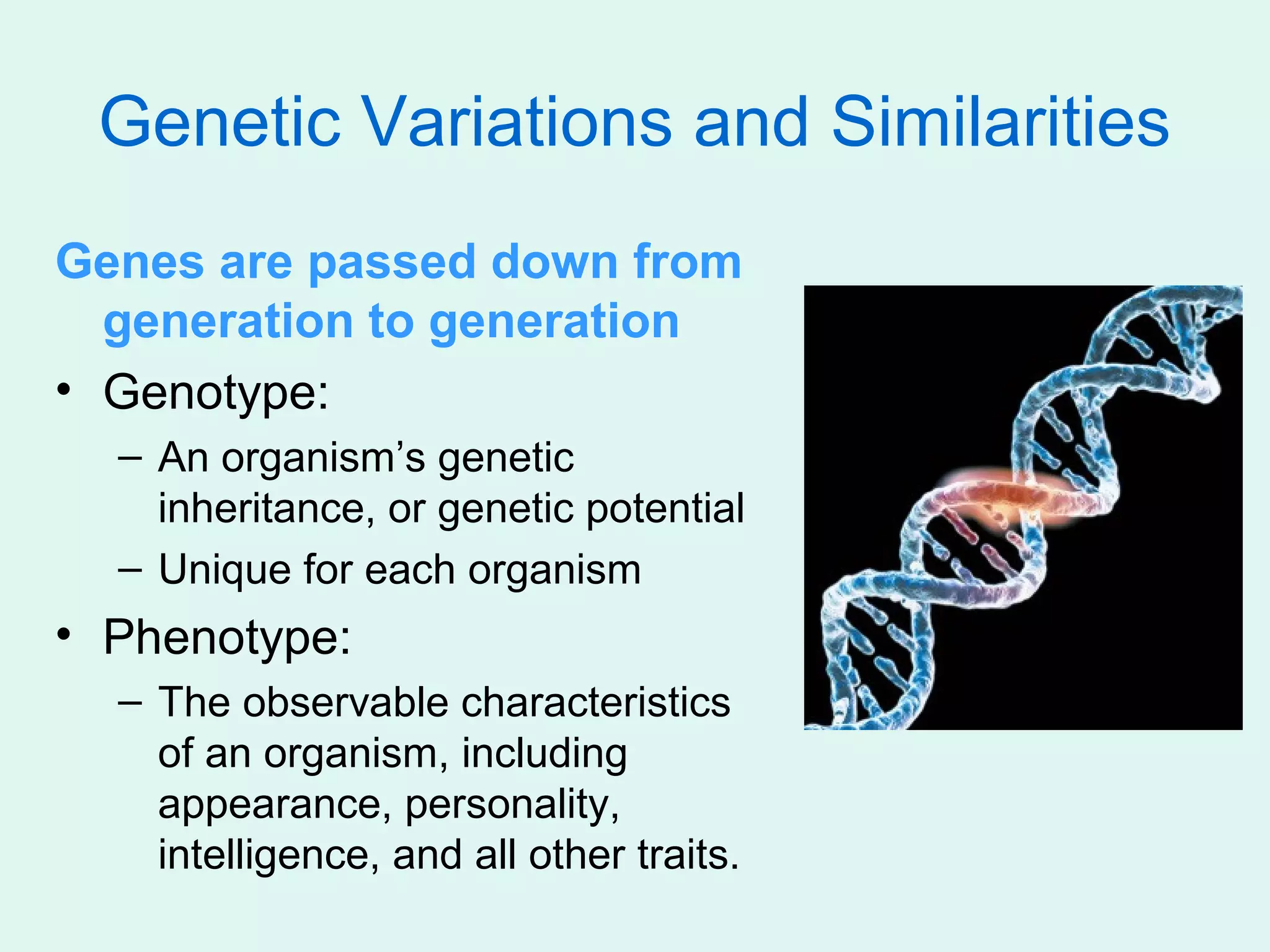 Genetic Variations and Similarities
Genes are passed down from
  generation to generation
• Genotype:
  – An organism’s genetic
    inheritance, or genetic potential
  – Unique for each organism
• Phenotype:
  – The observable characteristics
    of an organism, including
    appearance, personality,
    intelligence, and all other traits.
 