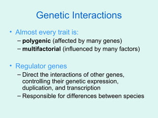 Genetic Interactions
• Almost every trait is:
  – polygenic (affected by many genes)
  – multifactorial (influenced by man...