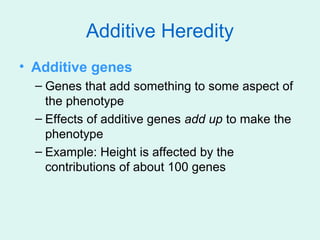 Additive Heredity
• Additive genes
  – Genes that add something to some aspect of
    the phenotype
  – Effects of additiv...