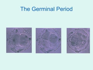 The Germinal Period
 