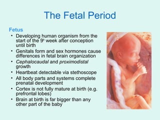 The Fetal Period
Fetus
• Developing human organism from the
  start of the 9th week after conception
  until birth
• Genit...