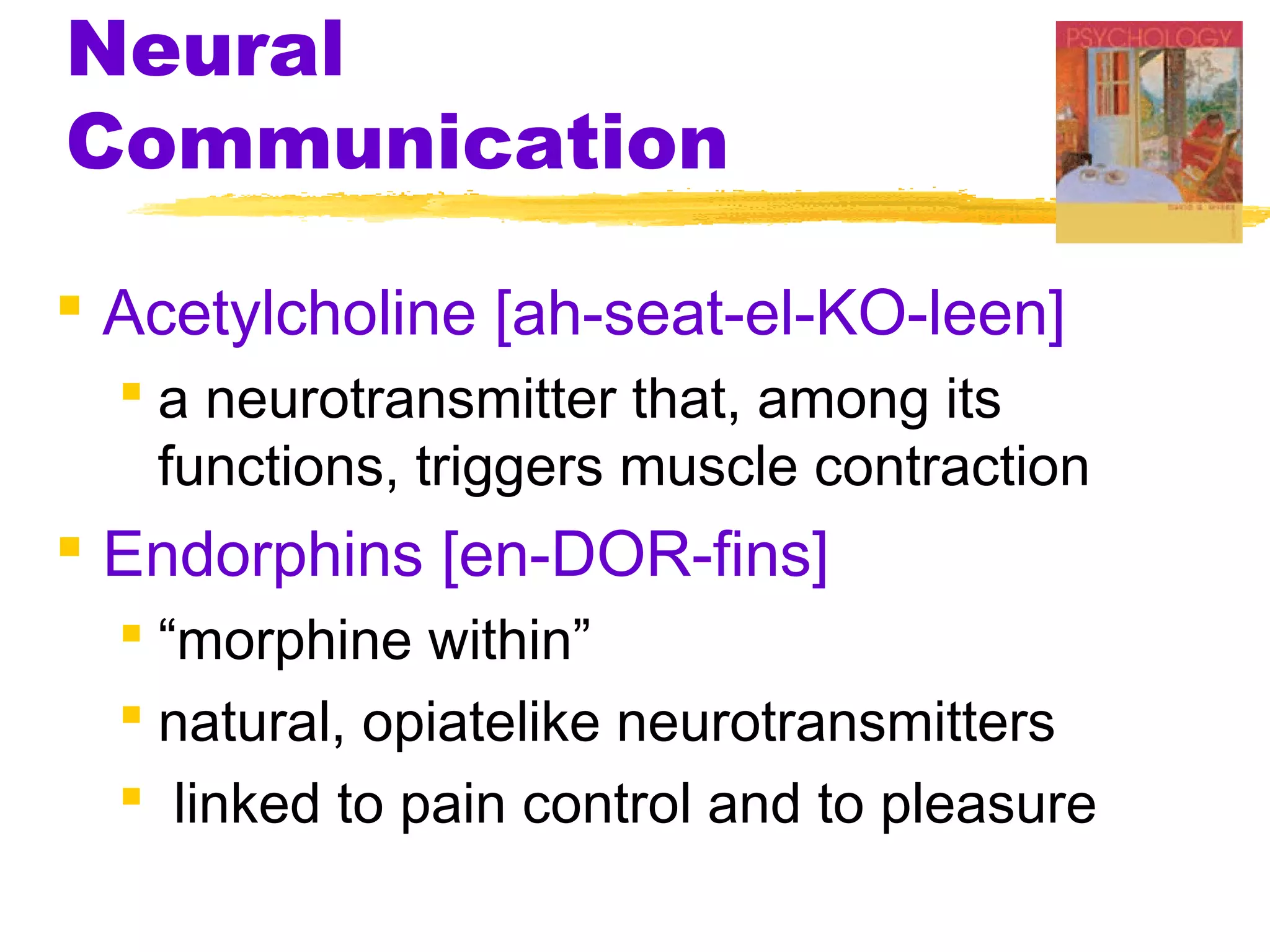 Neural
Communication

 Acetylcholine [ah-seat-el-KO-leen]
   a neurotransmitter that, among its
    functions, triggers muscle contraction
 Endorphins [en-DOR-fins]
   “morphine within”
   natural, opiatelike neurotransmitters
   linked to pain control and to pleasure
 