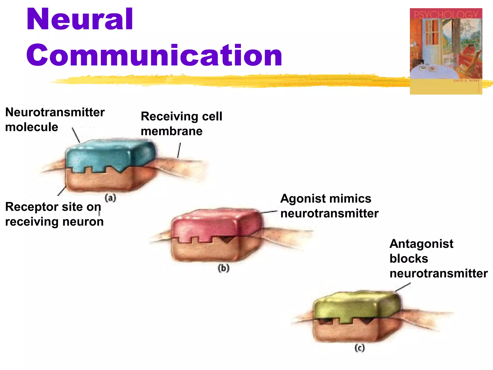 Neural
   Communication
Neurotransmitter   Receiving cell
molecule           membrane




                                    Agonist mimics
Receptor site on
                                    neurotransmitter
receiving neuron
                                                       Antagonist
                                                       blocks
                                                       neurotransmitter
 