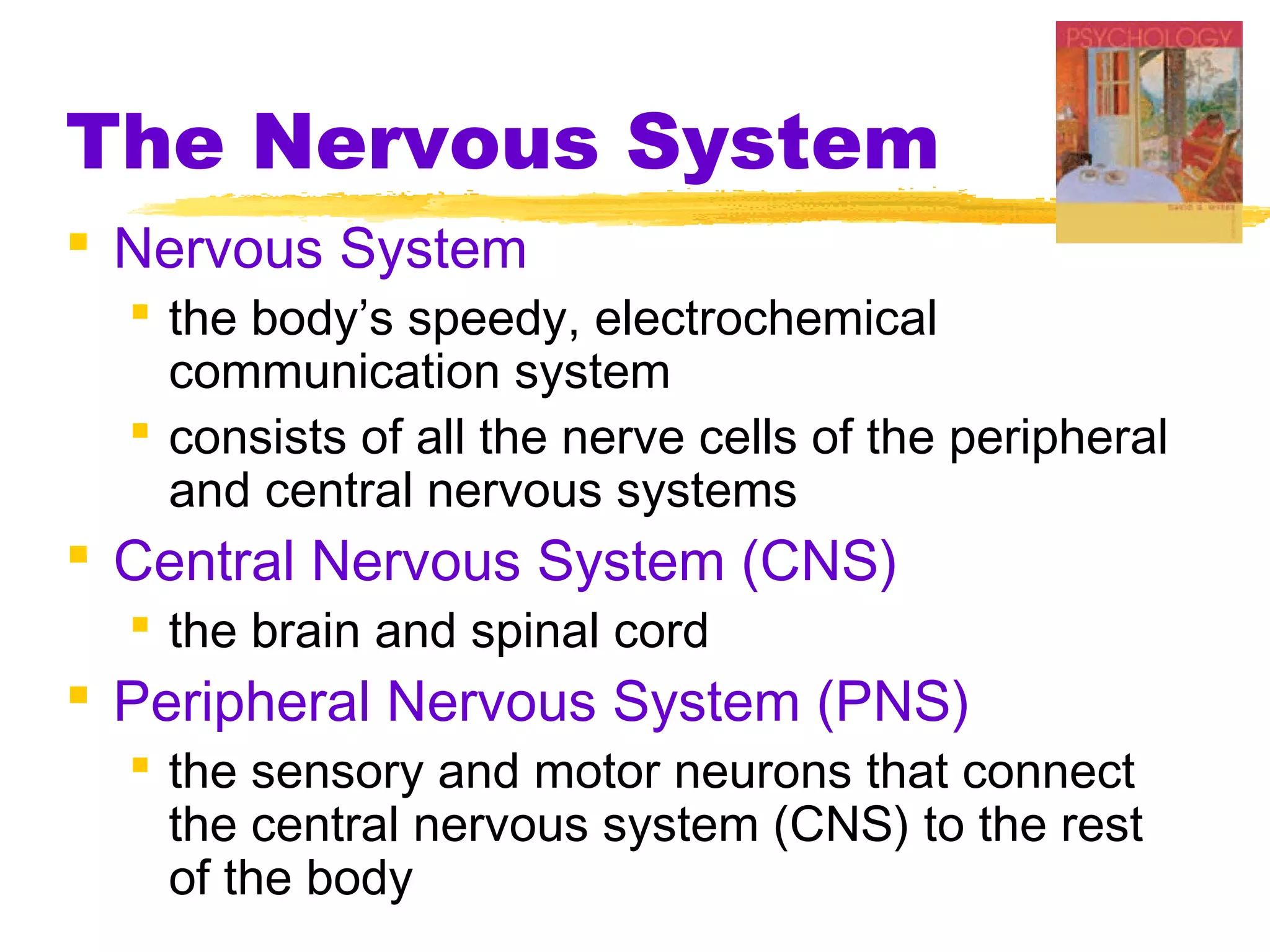 The Nervous System
 Nervous System
   the body’s speedy, electrochemical
    communication system
   consists of all the nerve cells of the peripheral
    and central nervous systems
 Central Nervous System (CNS)
   the brain and spinal cord
 Peripheral Nervous System (PNS)
   the sensory and motor neurons that connect
    the central nervous system (CNS) to the rest
    of the body
 