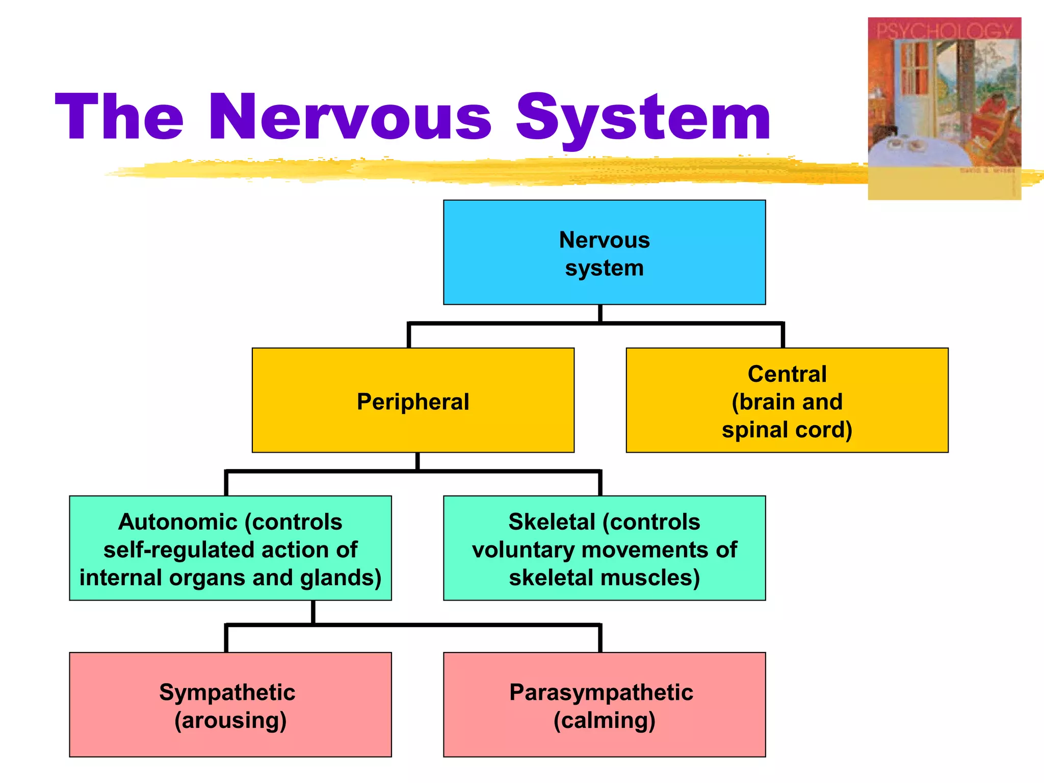 The Nervous System
                                            Nervous
                                            system



                                                             Central
                        Peripheral                         (brain and
                                                          spinal cord)


    Autonomic (controls                 Skeletal (controls
   self-regulated action of          voluntary movements of
internal organs and glands)             skeletal muscles)



       Sympathetic                      Parasympathetic
        (arousing)                          (calming)
 