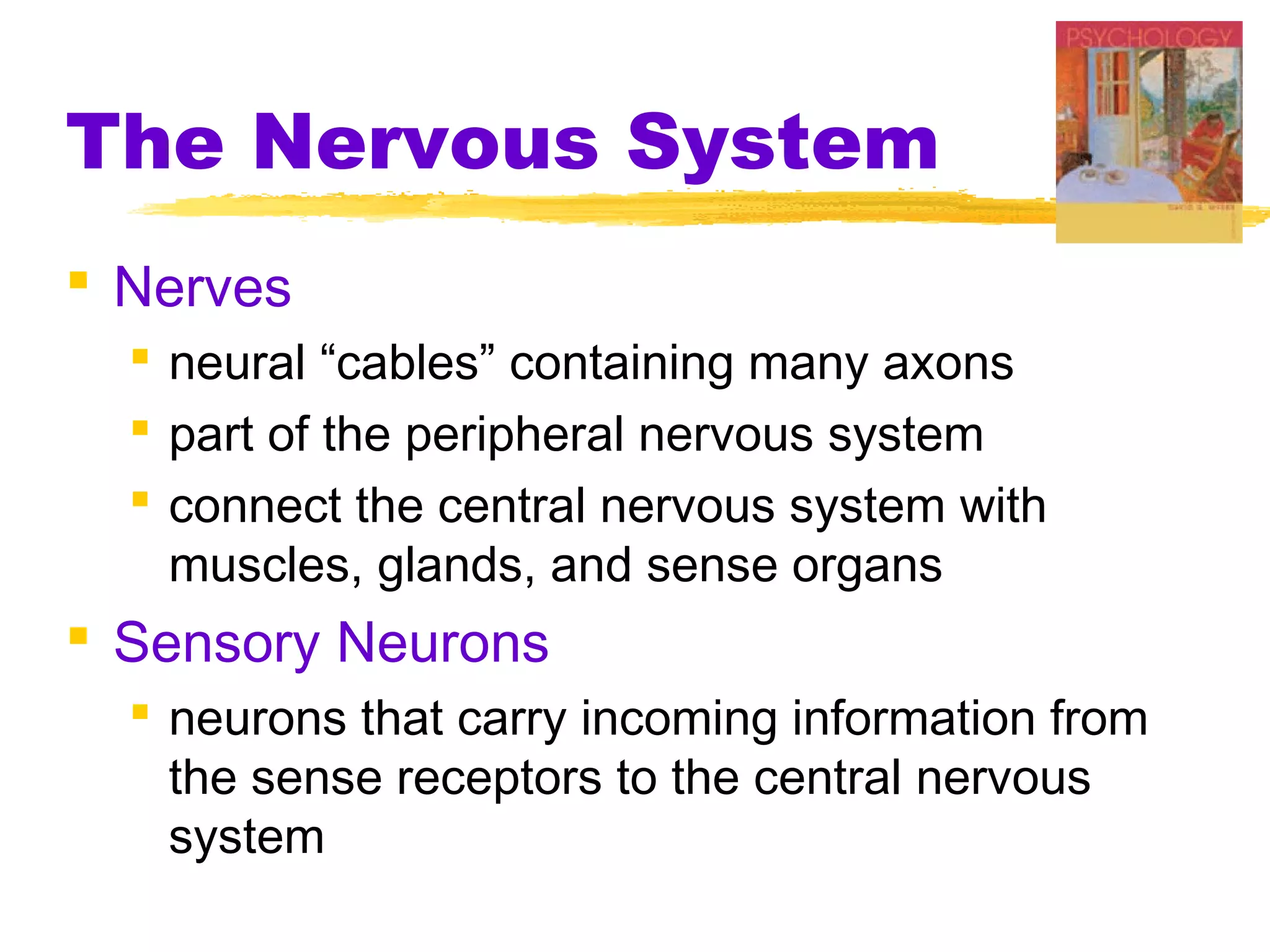 The Nervous System
 Nerves
   neural “cables” containing many axons
   part of the peripheral nervous system
   connect the central nervous system with
    muscles, glands, and sense organs
 Sensory Neurons
   neurons that carry incoming information from
    the sense receptors to the central nervous
    system
 