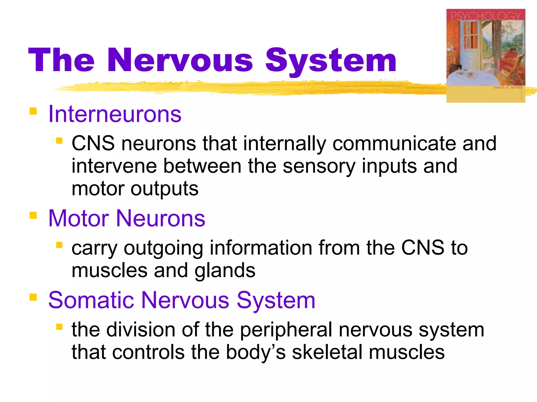 The Nervous System
 Interneurons
   CNS neurons that internally communicate and
    intervene between the sensory inputs and
    motor outputs
 Motor Neurons
   carry outgoing information from the CNS to
    muscles and glands
 Somatic Nervous System
   the division of the peripheral nervous system
    that controls the body’s skeletal muscles
 
