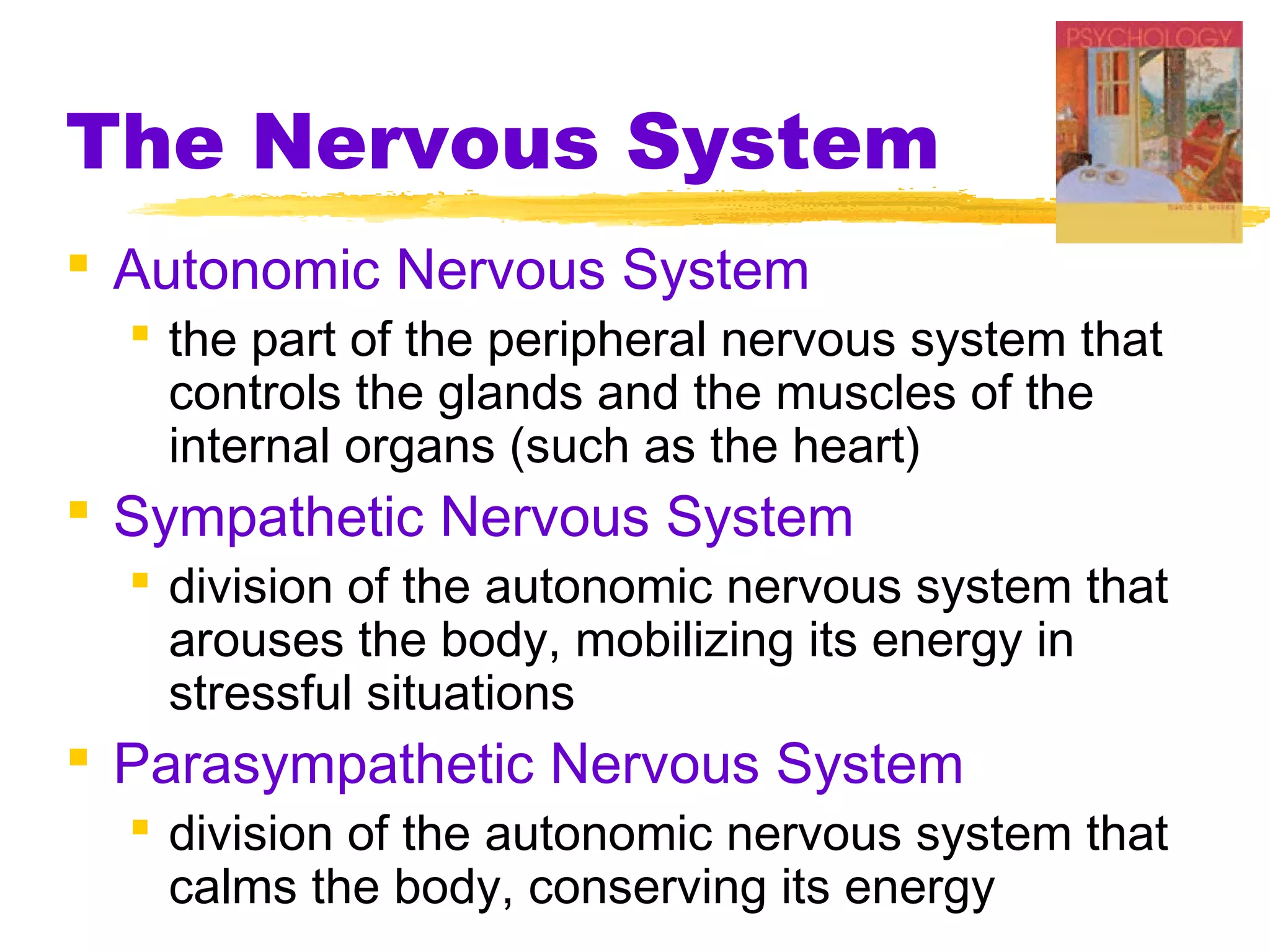 The Nervous System
 Autonomic Nervous System
   the part of the peripheral nervous system that
    controls the glands and the muscles of the
    internal organs (such as the heart)
 Sympathetic Nervous System
   division of the autonomic nervous system that
    arouses the body, mobilizing its energy in
    stressful situations
 Parasympathetic Nervous System
   division of the autonomic nervous system that
    calms the body, conserving its energy
 