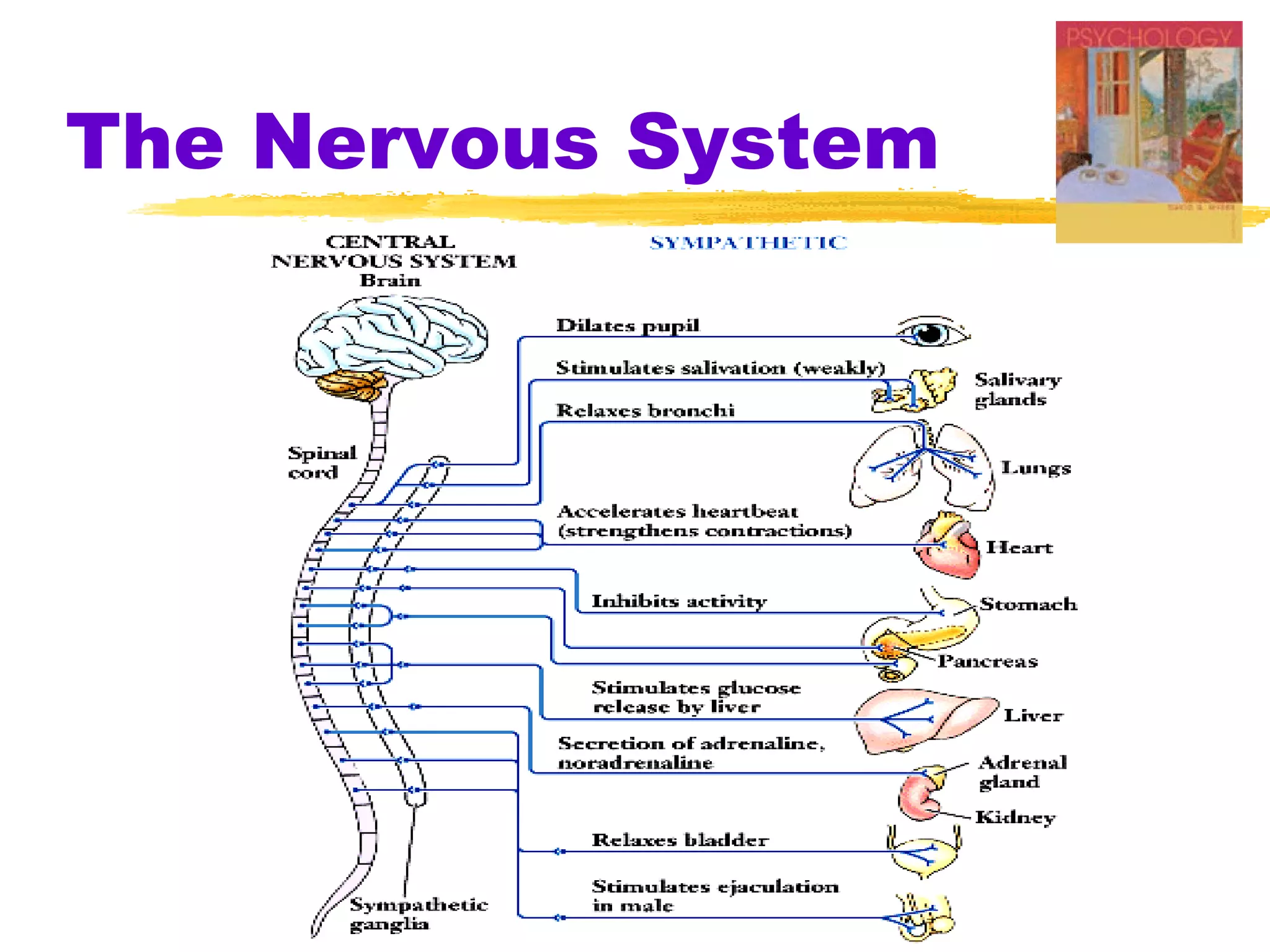 The Nervous System
 