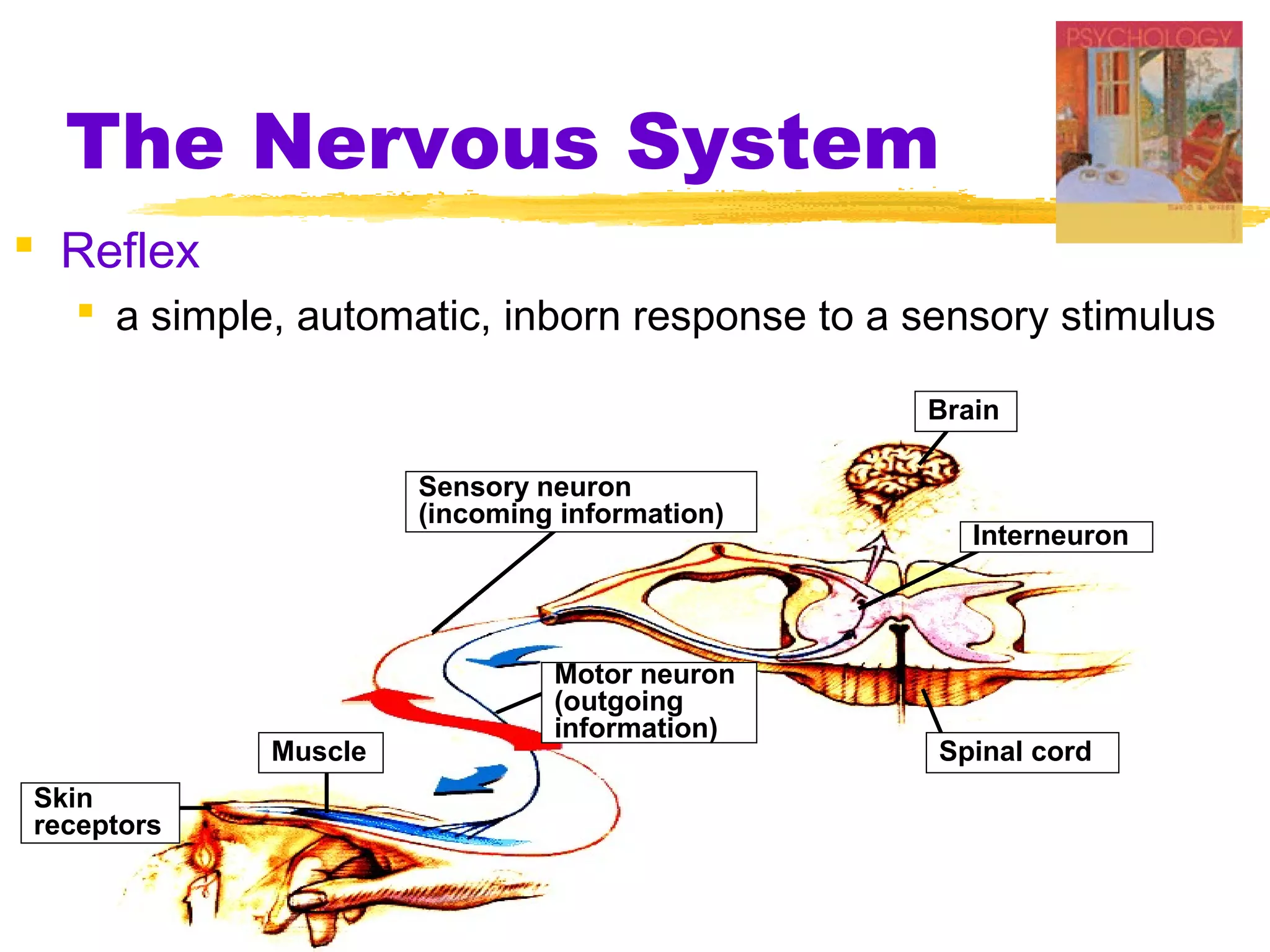 The Nervous System
 Reflex
   a simple, automatic, inborn response to a sensory stimulus

                                              Brain

                     Sensory neuron
                     (incoming information)
                                                 Interneuron



                              Motor neuron
                              (outgoing
                              information)
            Muscle                             Spinal cord
Skin
receptors
 