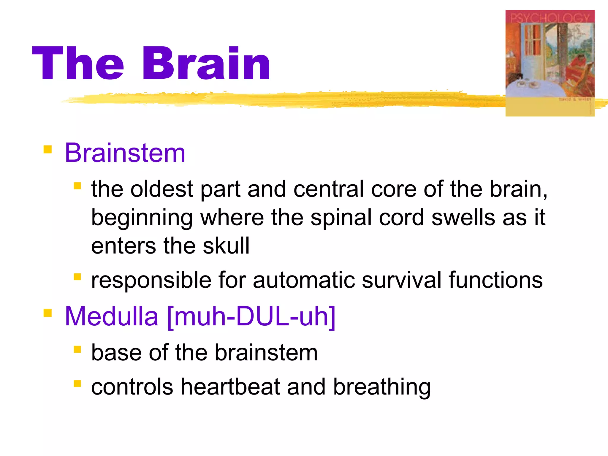 The Brain
 Brainstem
   the oldest part and central core of the brain,
    beginning where the spinal cord swells as it
    enters the skull
   responsible for automatic survival functions
 Medulla [muh-DUL-uh]
   base of the brainstem
   controls heartbeat and breathing
 
