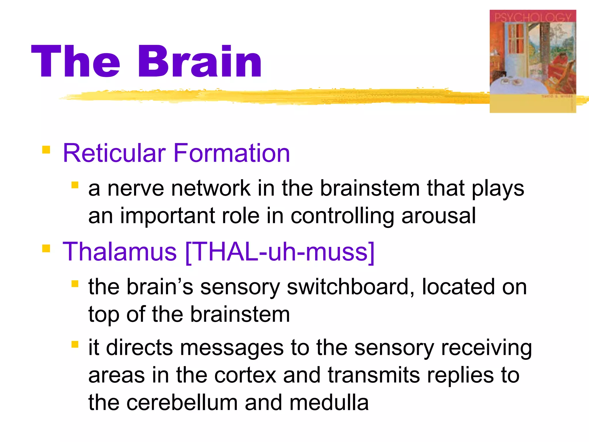 The Brain
 Reticular Formation
   a nerve network in the brainstem that plays
    an important role in controlling arousal
 Thalamus [THAL-uh-muss]
   the brain’s sensory switchboard, located on
    top of the brainstem
   it directs messages to the sensory receiving
    areas in the cortex and transmits replies to
    the cerebellum and medulla
 