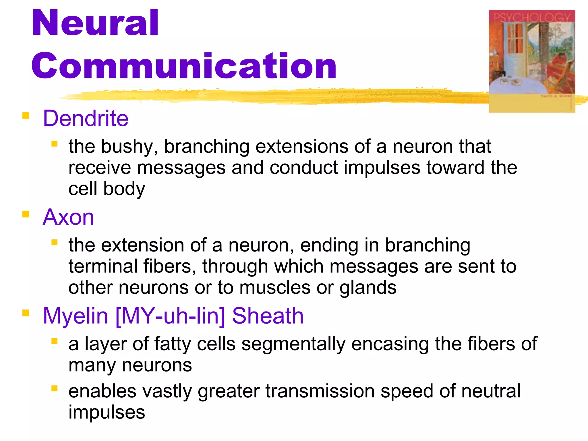 Neural
Communication
 Dendrite
   the bushy, branching extensions of a neuron that
    receive messages and conduct impulses toward the
    cell body
 Axon
   the extension of a neuron, ending in branching
    terminal fibers, through which messages are sent to
    other neurons or to muscles or glands
 Myelin [MY-uh-lin] Sheath
   a layer of fatty cells segmentally encasing the fibers of
    many neurons
   enables vastly greater transmission speed of neutral
    impulses
 
