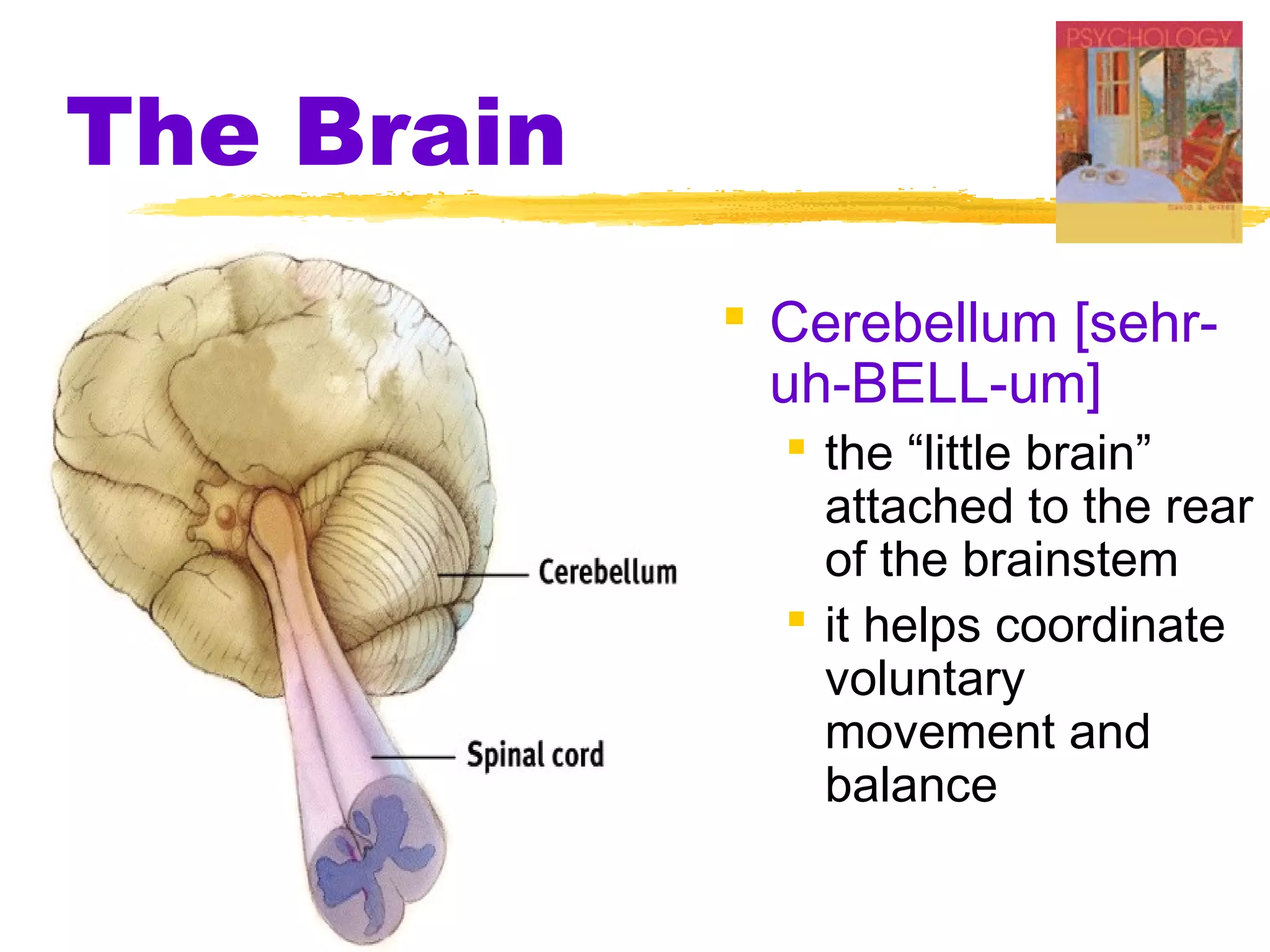 The Brain
             Cerebellum [sehr-
              uh-BELL-um]
               the “little brain”
                attached to the rear
                of the brainstem
               it helps coordinate
                voluntary
                movement and
                balance
 