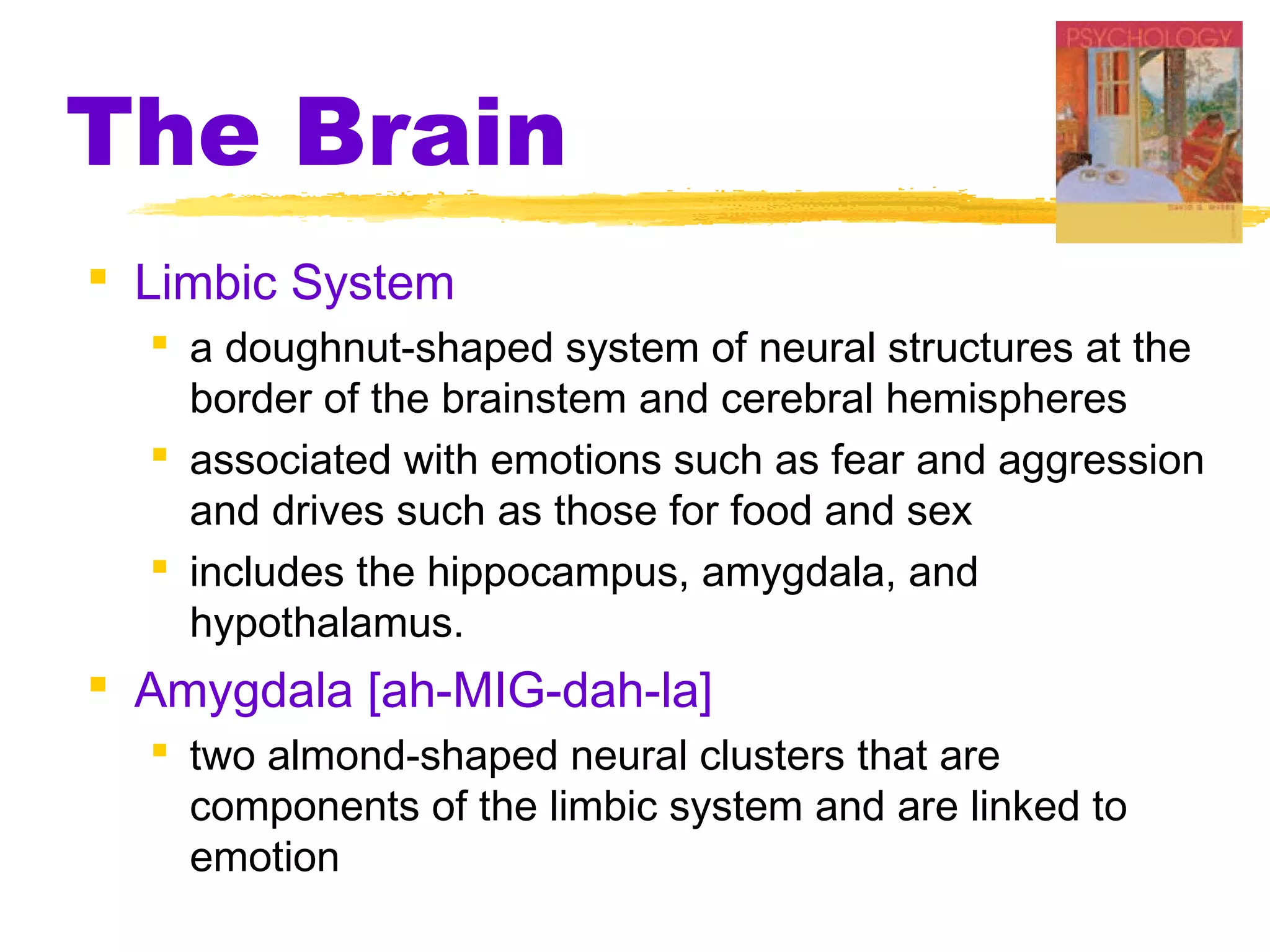 The Brain
 Limbic System
   a doughnut-shaped system of neural structures at the
    border of the brainstem and cerebral hemispheres
   associated with emotions such as fear and aggression
    and drives such as those for food and sex
   includes the hippocampus, amygdala, and
    hypothalamus.
 Amygdala [ah-MIG-dah-la]
   two almond-shaped neural clusters that are
    components of the limbic system and are linked to
    emotion
 