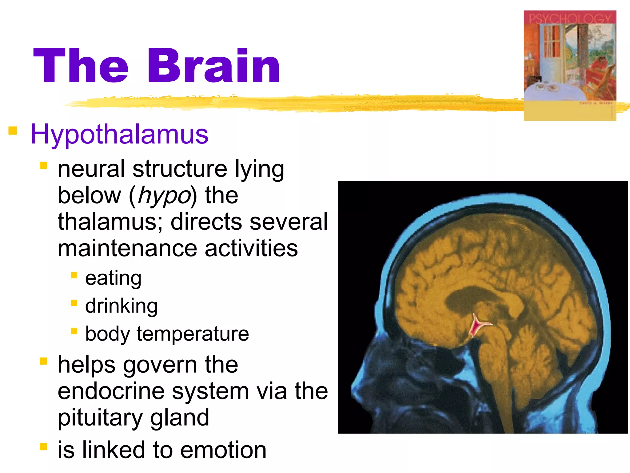 The Brain
 Hypothalamus
   neural structure lying
    below (hypo) the
    thalamus; directs several
    maintenance activities
     eating
     drinking
     body temperature
   helps govern the
    endocrine system via the
    pituitary gland
   is linked to emotion
 