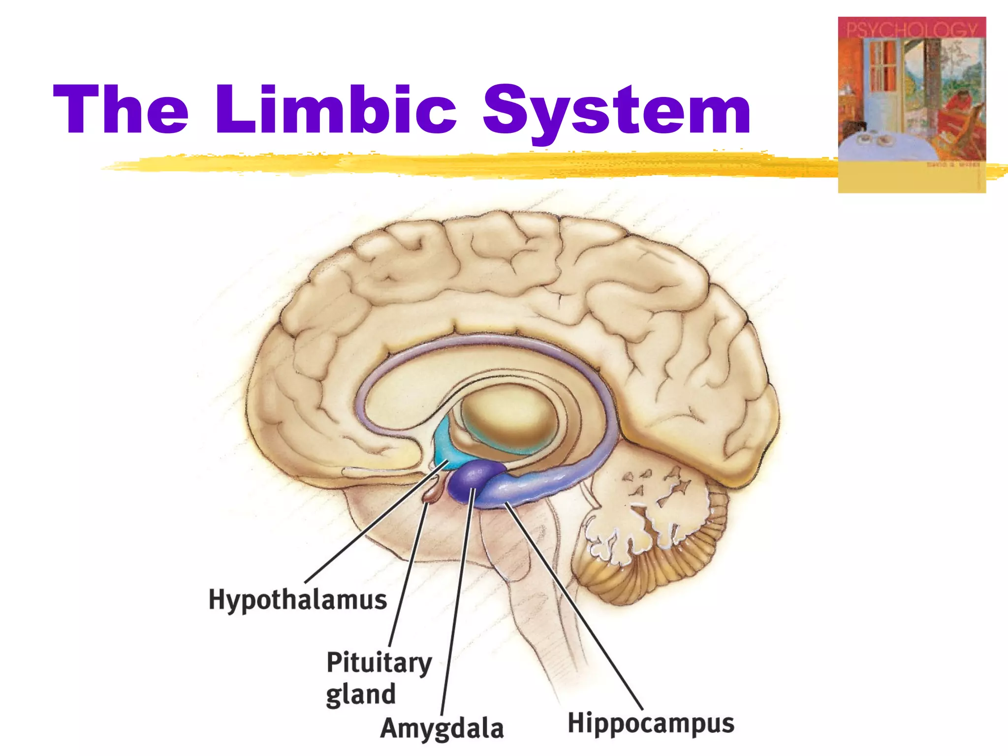 The Limbic System
 