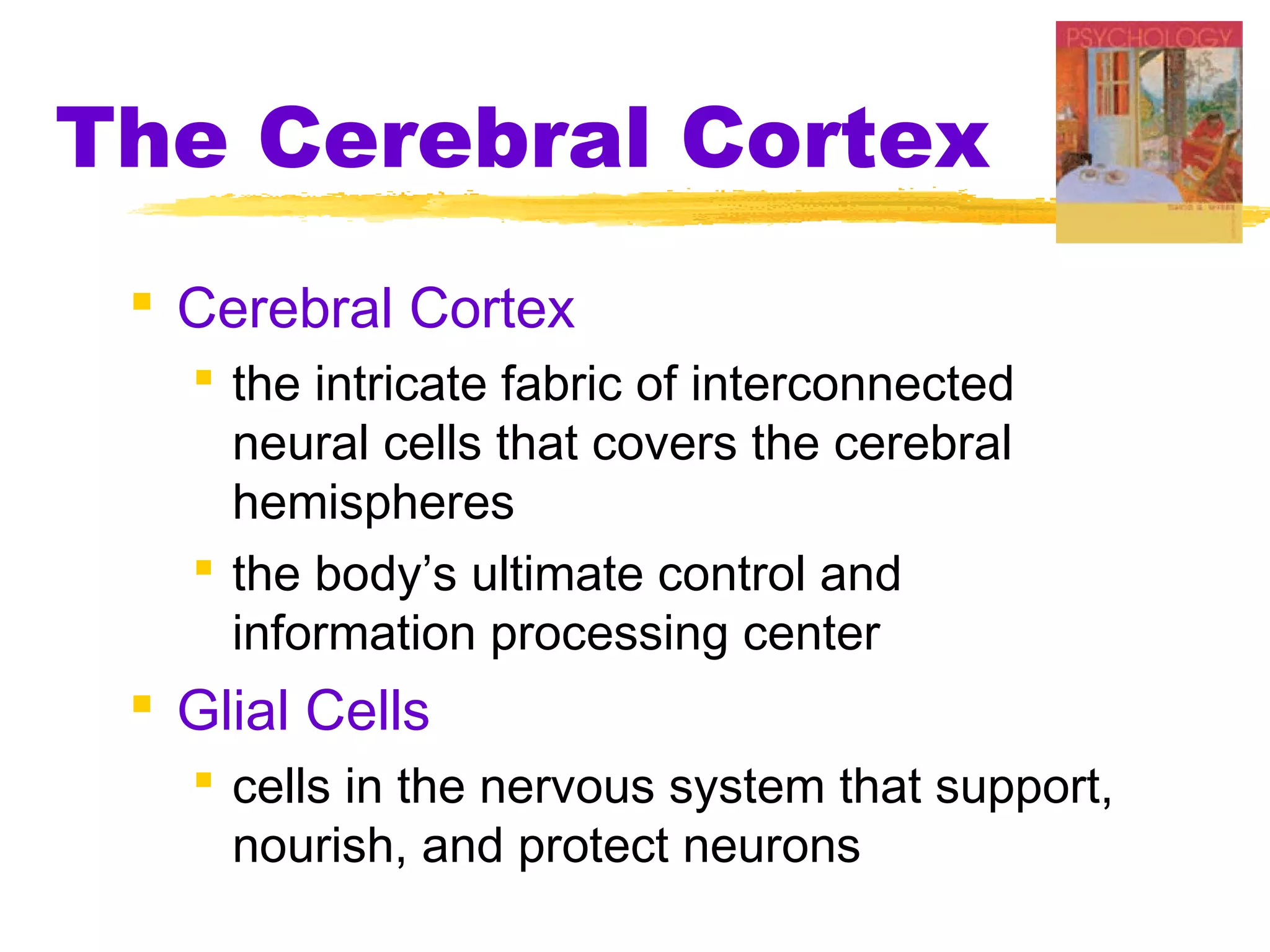 The Cerebral Cortex
  Cerebral Cortex
    the intricate fabric of interconnected
     neural cells that covers the cerebral
     hemispheres
    the body’s ultimate control and
     information processing center
  Glial Cells
    cells in the nervous system that support,
     nourish, and protect neurons
 