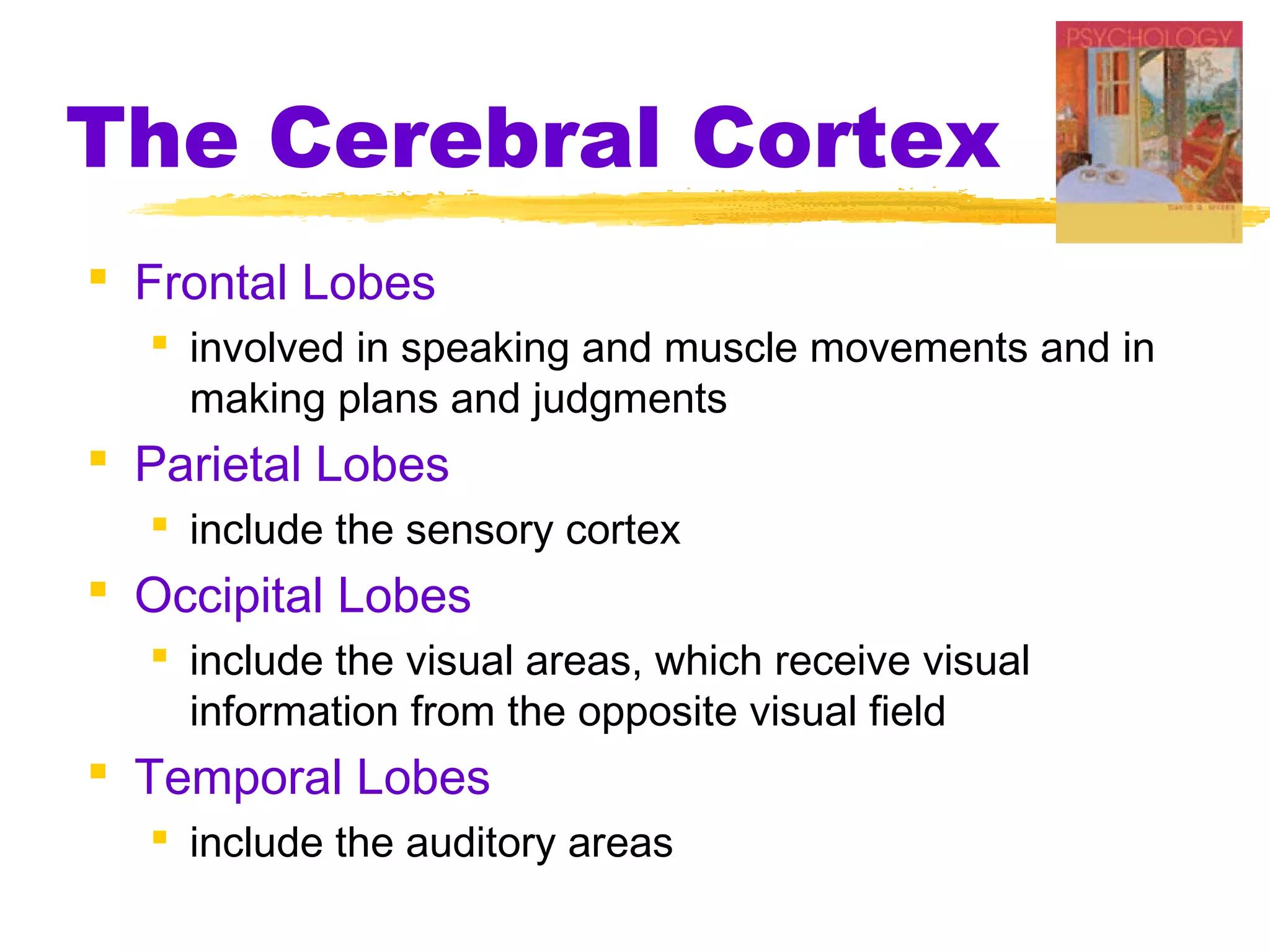 The Cerebral Cortex
 Frontal Lobes
   involved in speaking and muscle movements and in
    making plans and judgments
 Parietal Lobes
   include the sensory cortex
 Occipital Lobes
   include the visual areas, which receive visual
    information from the opposite visual field
 Temporal Lobes
   include the auditory areas
 