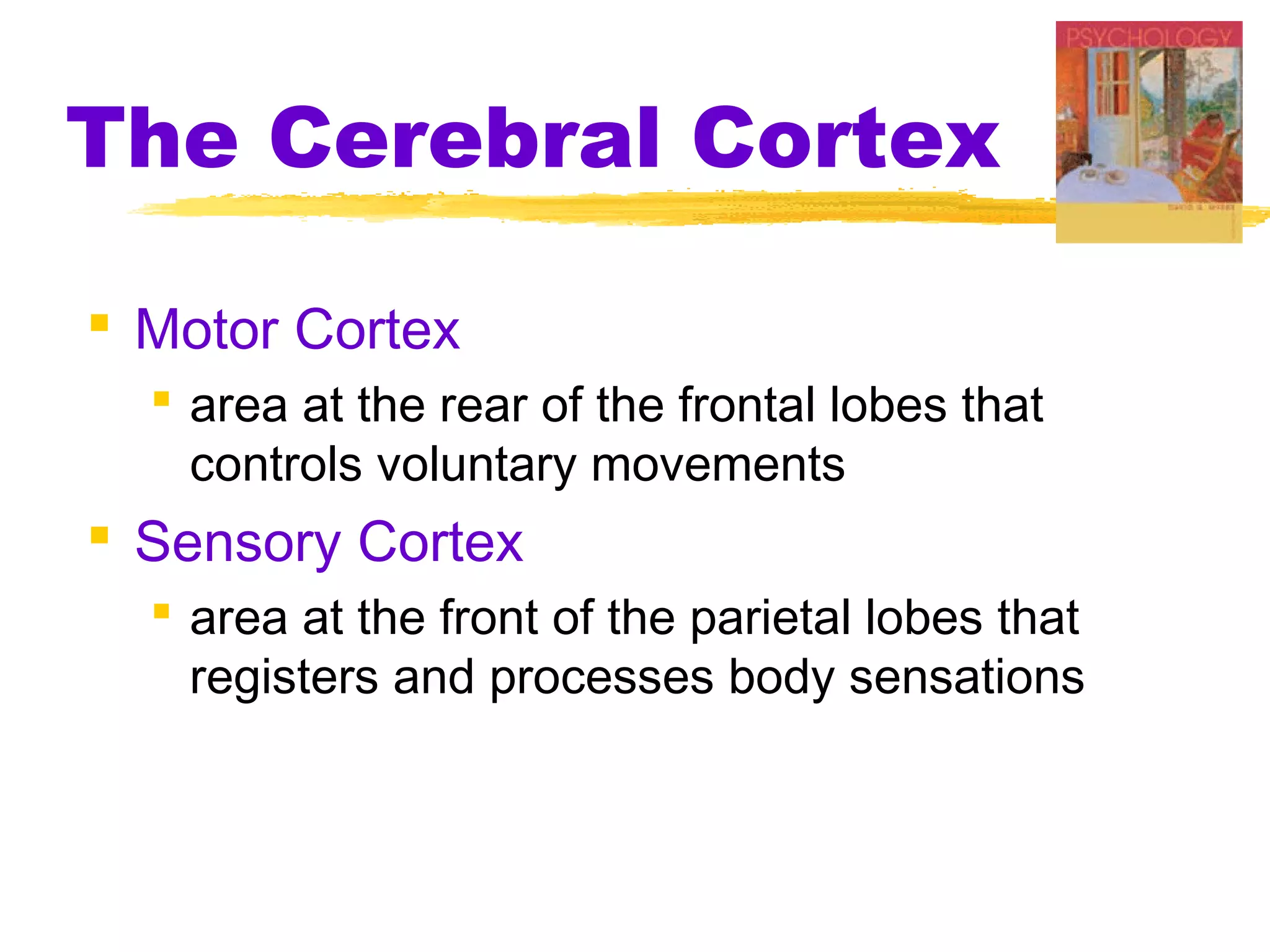 The Cerebral Cortex

 Motor Cortex
   area at the rear of the frontal lobes that
    controls voluntary movements
 Sensory Cortex
   area at the front of the parietal lobes that
    registers and processes body sensations
 