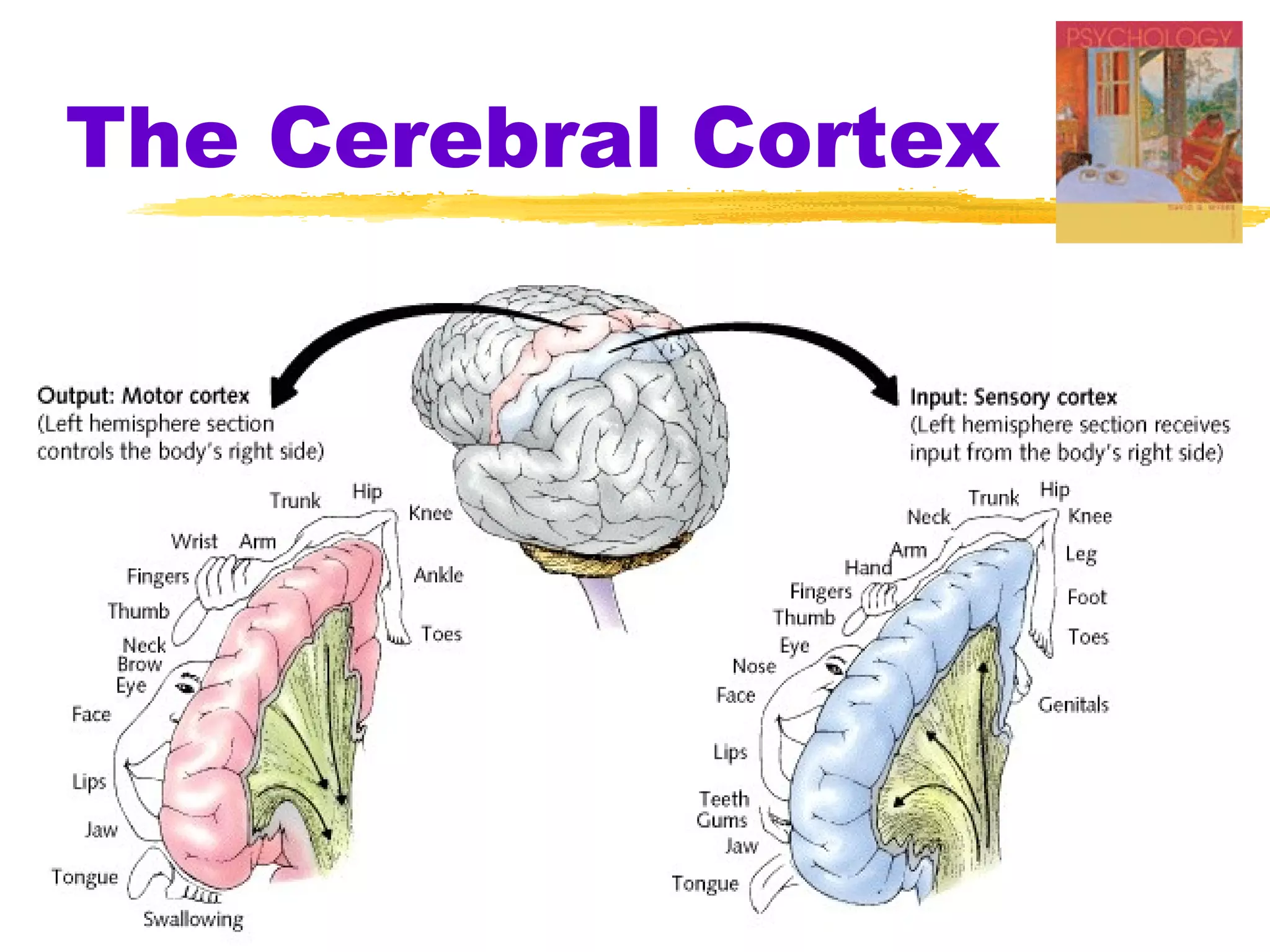 The Cerebral Cortex
 