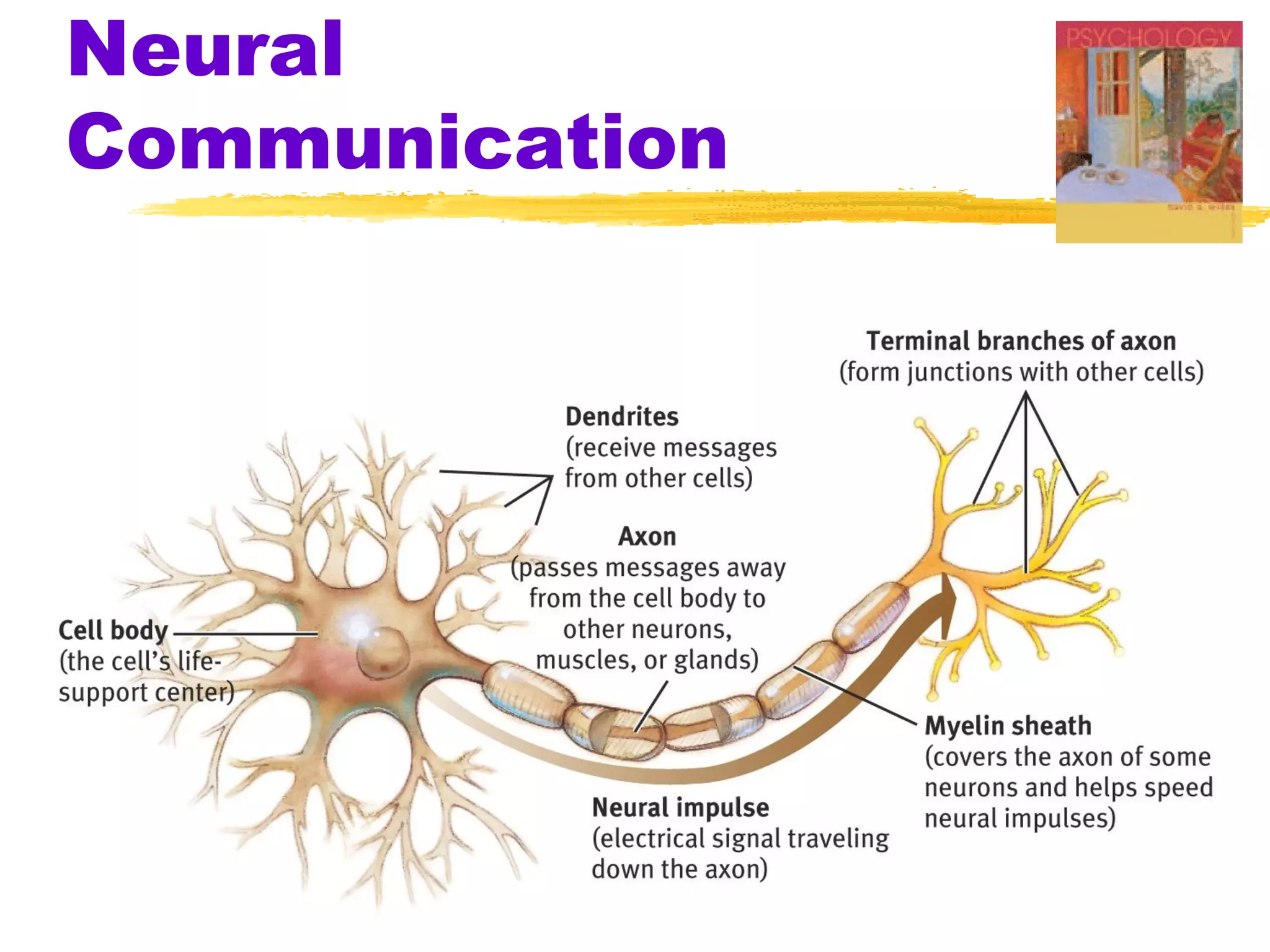 Neural
Communication
 