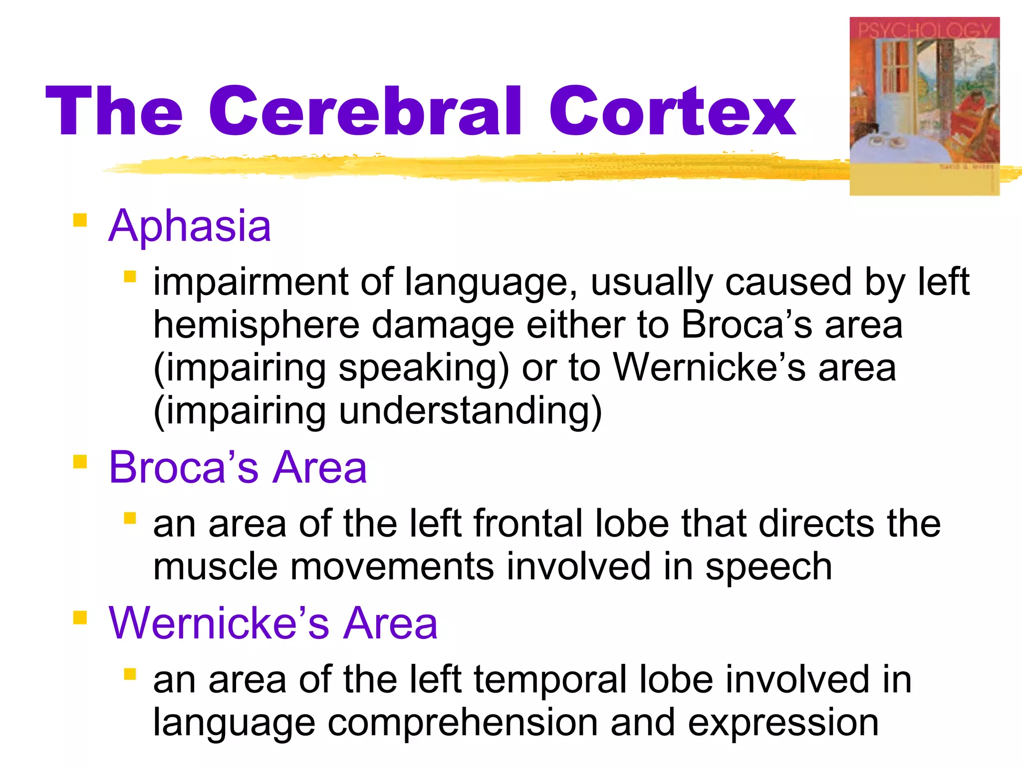 The Cerebral Cortex
 Aphasia
   impairment of language, usually caused by left
    hemisphere damage either to Broca’s area
    (impairing speaking) or to Wernicke’s area
    (impairing understanding)
 Broca’s Area
   an area of the left frontal lobe that directs the
    muscle movements involved in speech
 Wernicke’s Area
   an area of the left temporal lobe involved in
    language comprehension and expression
 