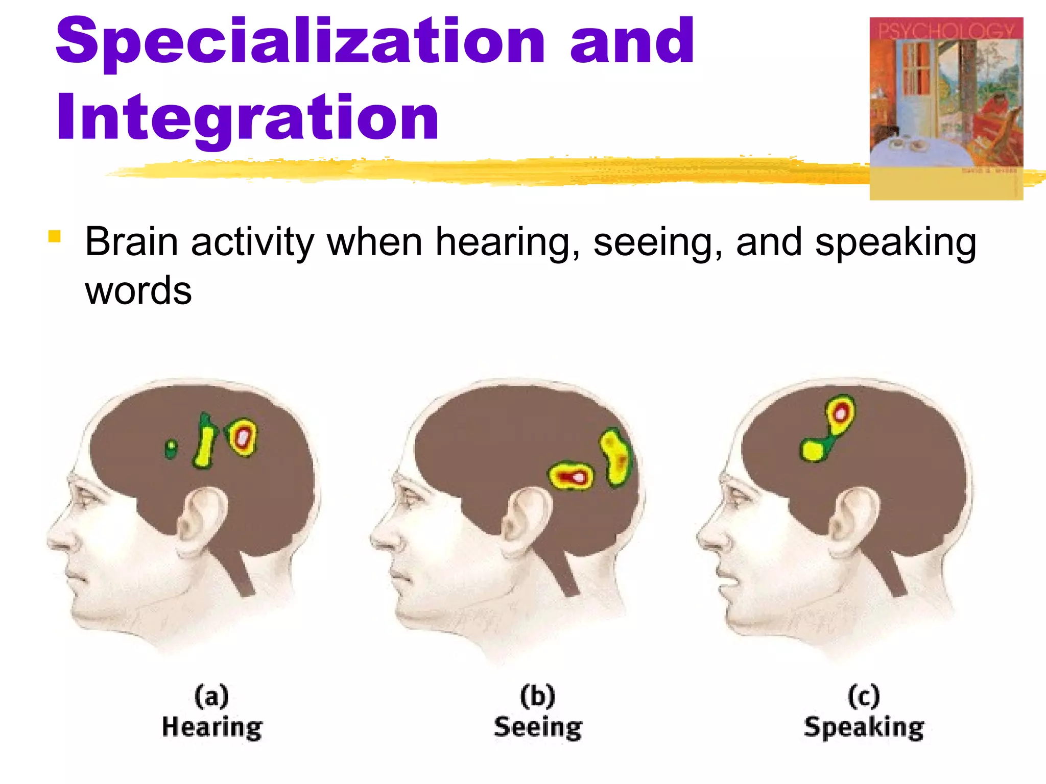 Specialization and
Integration
 Brain activity when hearing, seeing, and speaking
  words
 