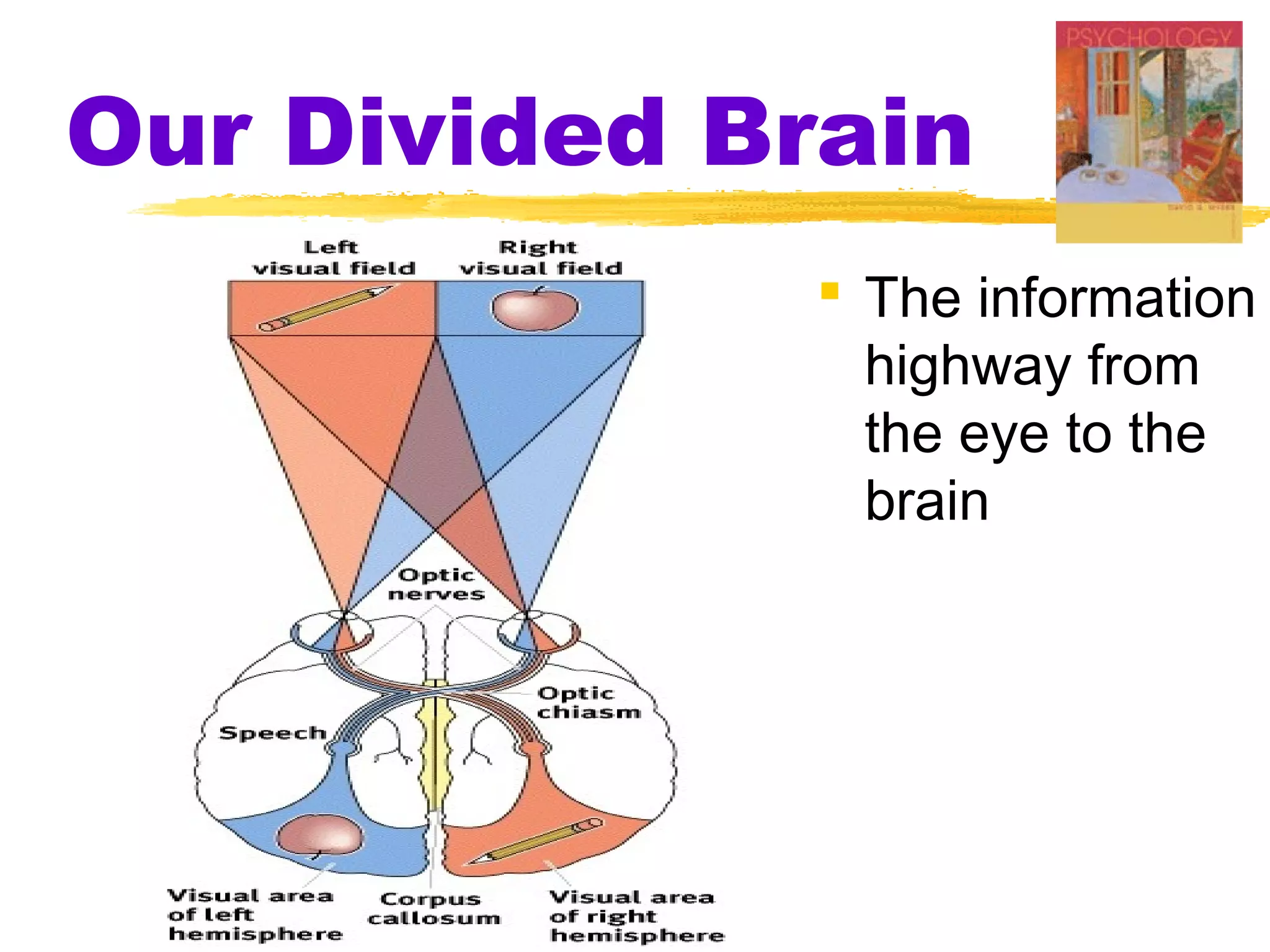 Our Divided Brain
               The information
                highway from
                the eye to the
                brain
 