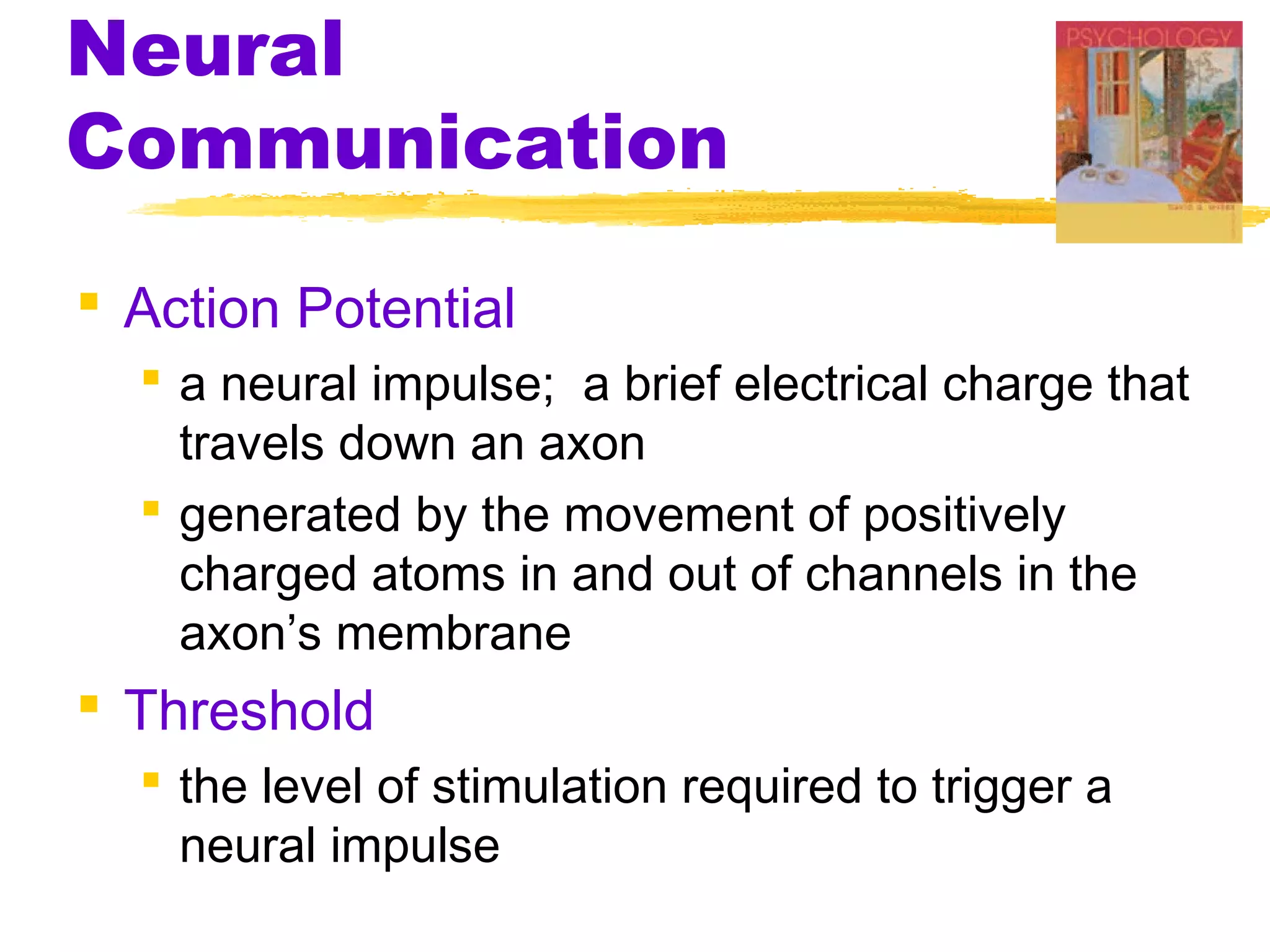 Neural
Communication
 Action Potential
   a neural impulse; a brief electrical charge that
    travels down an axon
   generated by the movement of positively
    charged atoms in and out of channels in the
    axon’s membrane
 Threshold
   the level of stimulation required to trigger a
    neural impulse
 