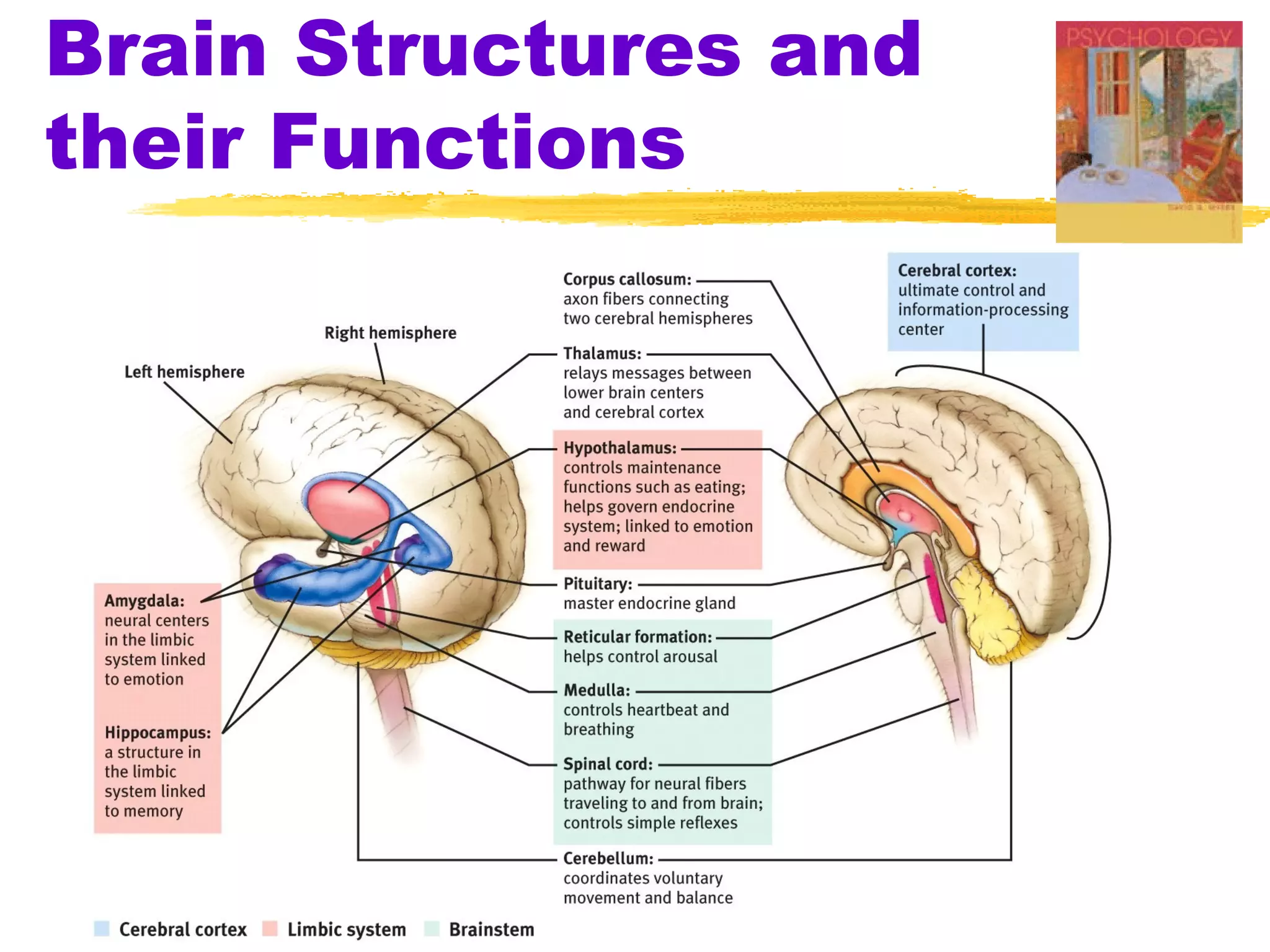 Brain Structures and
their Functions
 