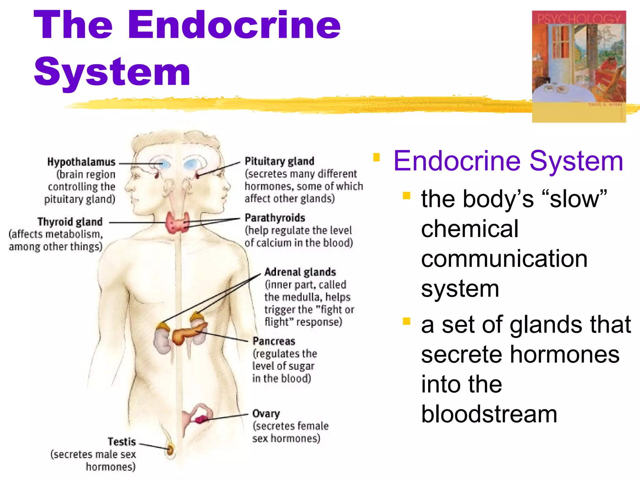 The Endocrine
System

                 Endocrine System
                   the body’s “slow”
                    chemical
                    communication
                    system
                   a set of glands that
                    secrete hormones
                    into the
                    bloodstream
 