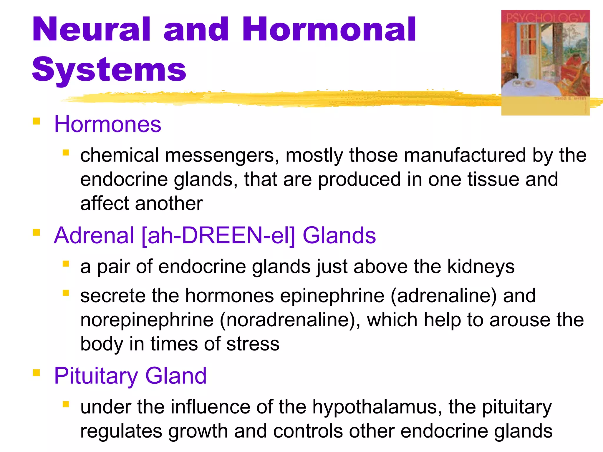 Neural and Hormonal
Systems
 Hormones
   chemical messengers, mostly those manufactured by the
    endocrine glands, that are produced in one tissue and
    affect another
 Adrenal [ah-DREEN-el] Glands
   a pair of endocrine glands just above the kidneys
   secrete the hormones epinephrine (adrenaline) and
    norepinephrine (noradrenaline), which help to arouse the
    body in times of stress
 Pituitary Gland
   under the influence of the hypothalamus, the pituitary
    regulates growth and controls other endocrine glands
 