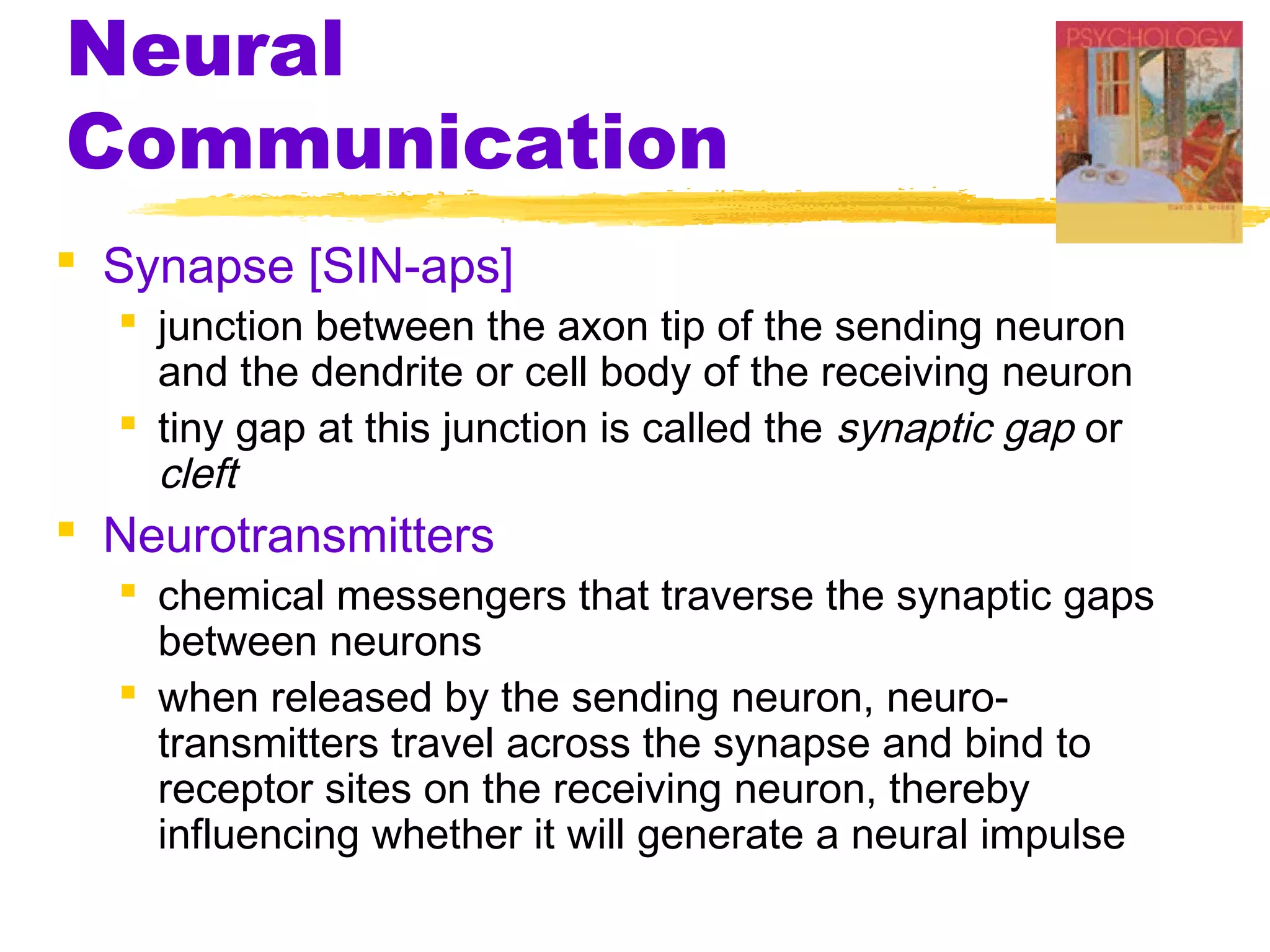 Neural
Communication
 Synapse [SIN-aps]
   junction between the axon tip of the sending neuron
    and the dendrite or cell body of the receiving neuron
   tiny gap at this junction is called the synaptic gap or
    cleft
 Neurotransmitters
   chemical messengers that traverse the synaptic gaps
    between neurons
   when released by the sending neuron, neuro-
    transmitters travel across the synapse and bind to
    receptor sites on the receiving neuron, thereby
    influencing whether it will generate a neural impulse
 