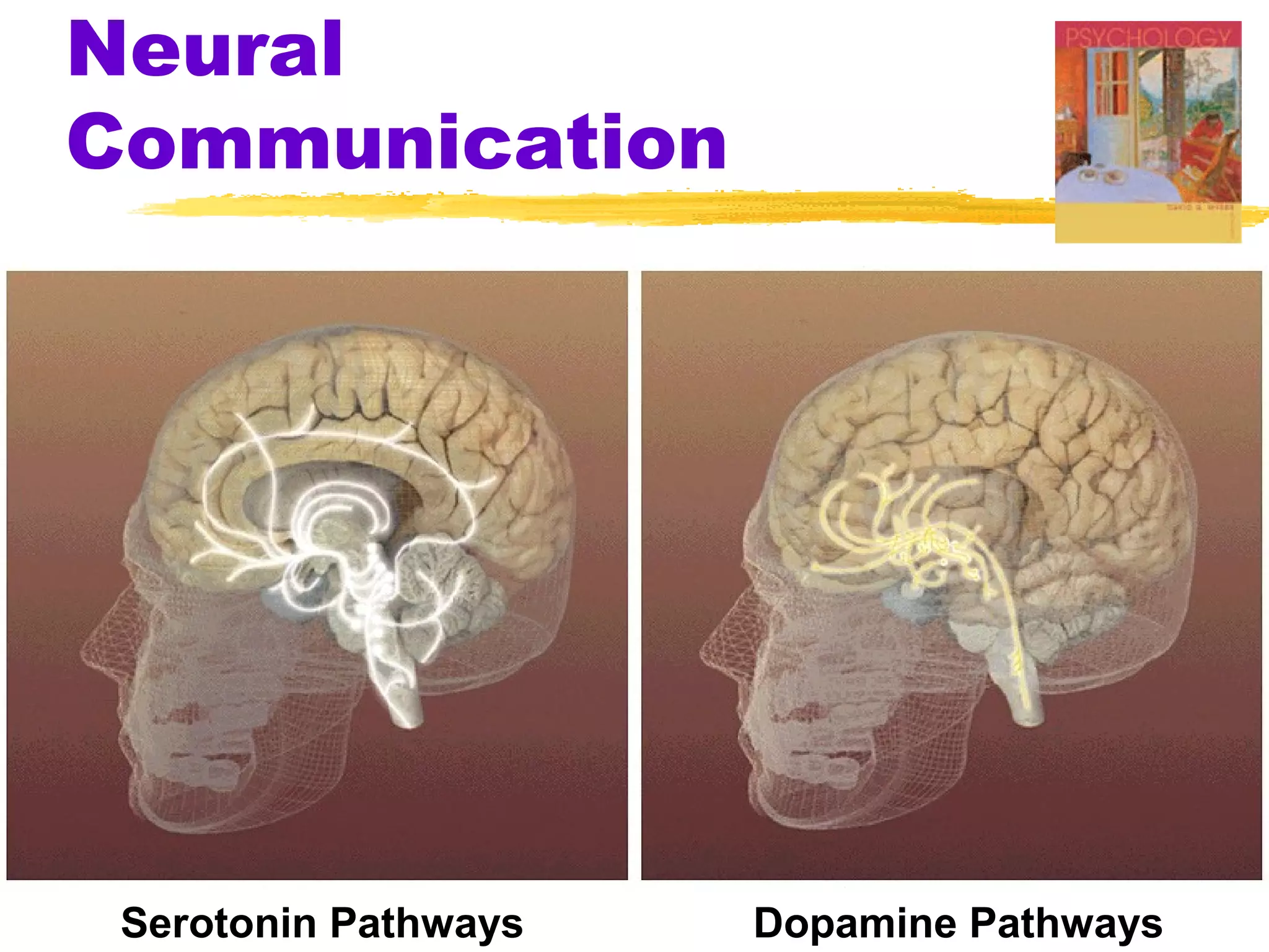 Neural
Communication




 Serotonin Pathways   Dopamine Pathways
 